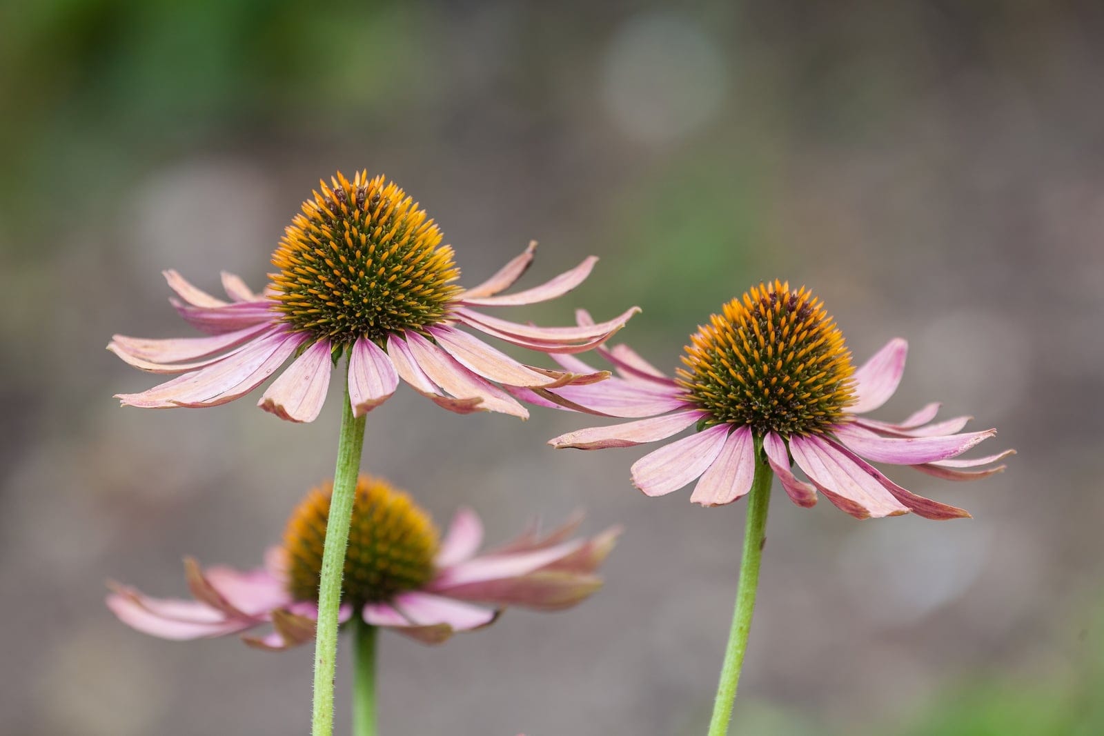 Purple coneflower (Echinacea purpurea) in bloom, showing pinkish-purple ray petals around a brown-domed central cone on an erect stem.