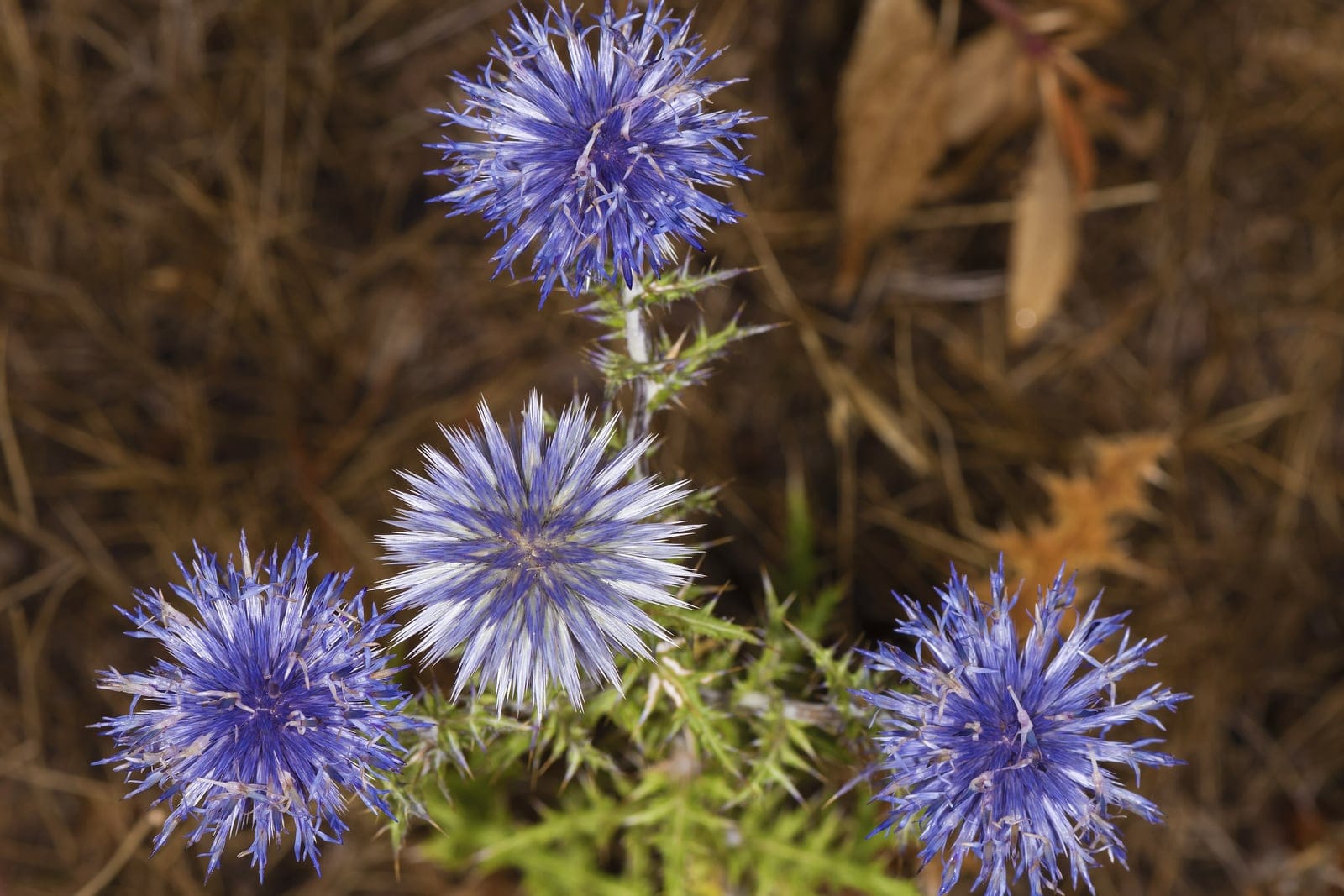 Globe thistle (Echinops ritro) - multiple spherical metallic steel-blue flowerheads (drumstick globes), spiny, deeply cut grey-green leaves/bracts, star-like radiating florets composing each globe, plant in flower.