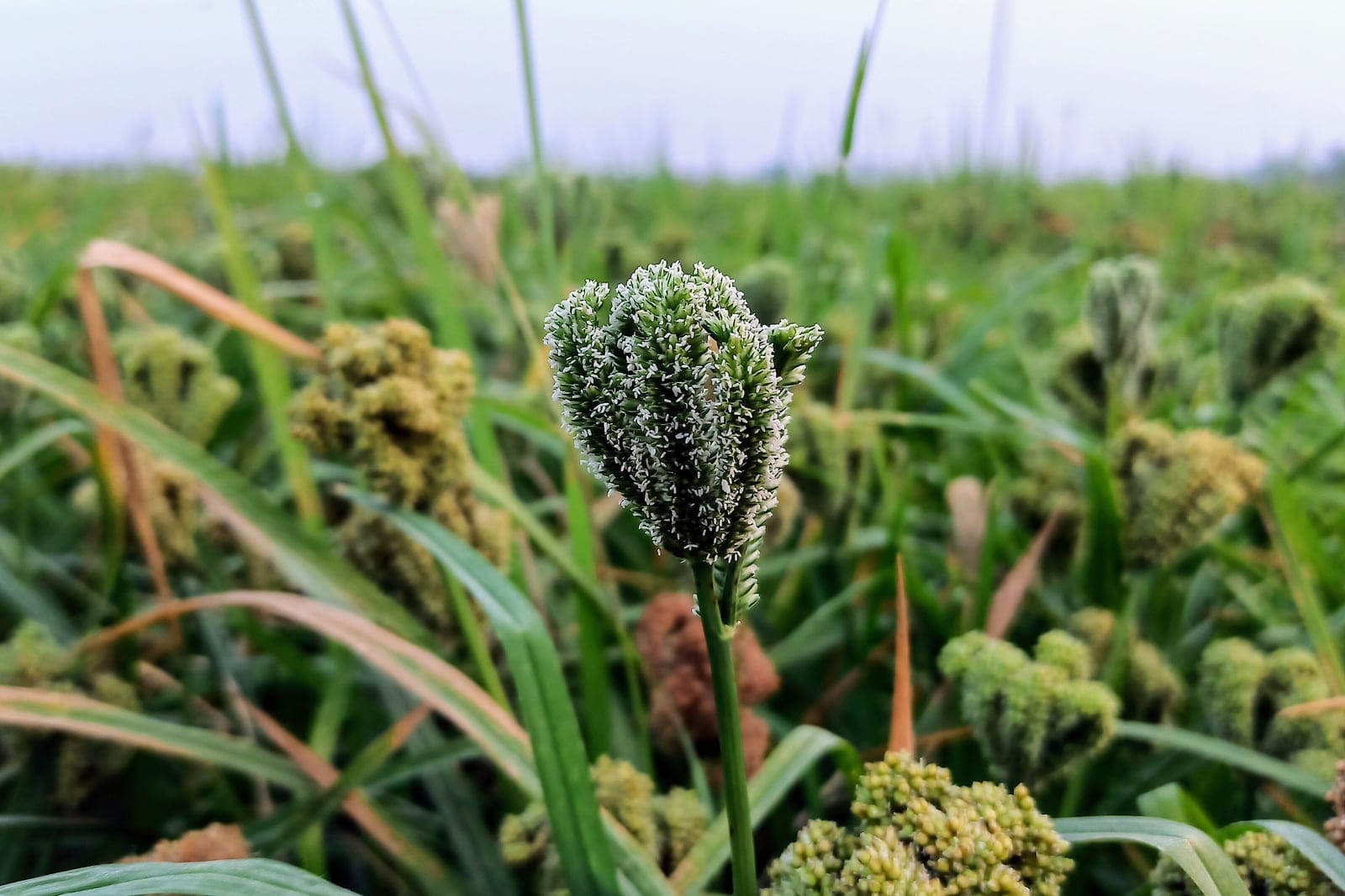 Finger millet (Eleusine coracana) - a dense, club-shaped seed head splitting into a cluster of incurved finger-like spikes (the diagnostic 'finger millet' inflorescence), slender, grass-like (poaceae) leaf blades and stems typical of a warm-season annual cereal grass, a field of many seed heads at varied ripening stages - green to russet-brown - showing the crop massed in habit.
