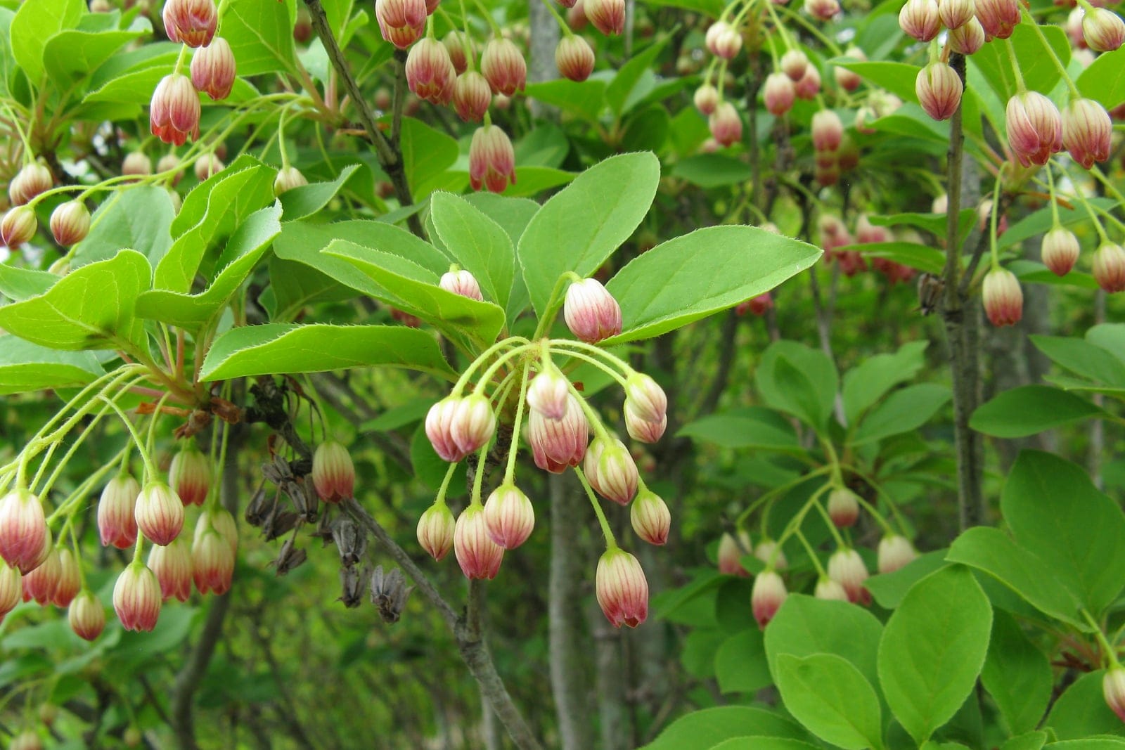 Enkianthus campanulatus in flower, showing pendant clusters of creamy-white bell-shaped blooms with red veining, Osaka, Japan