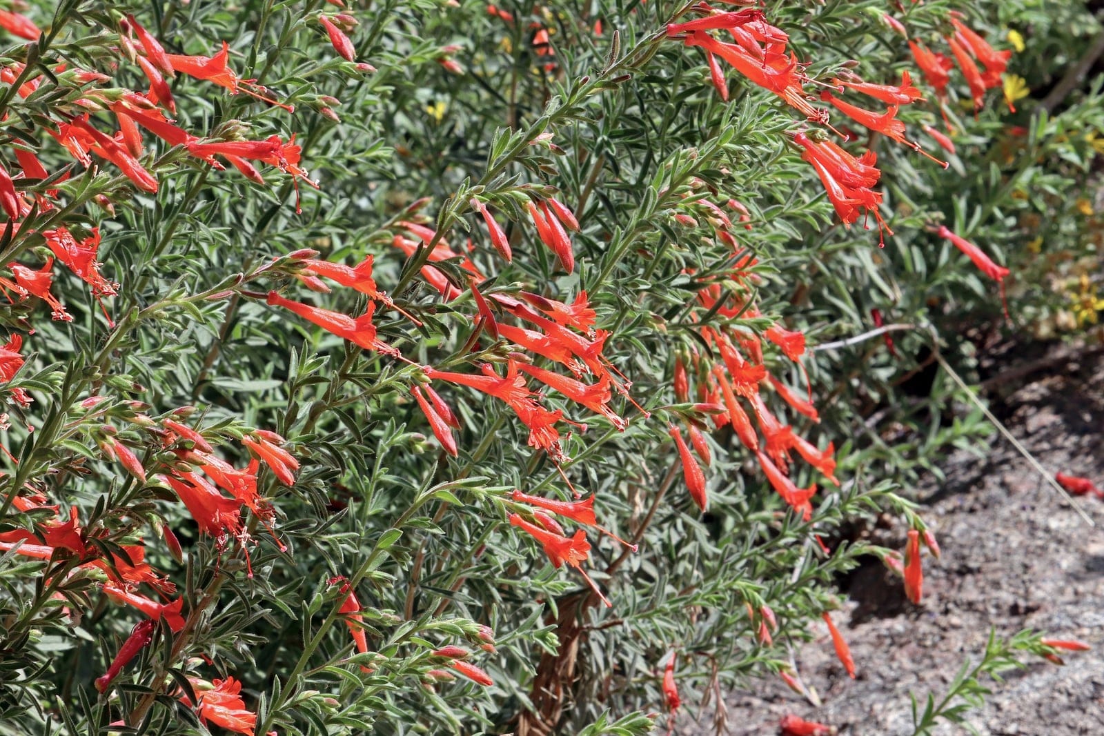 California fuchsia (Epilobium canum) subshrub with arching stems of scarlet tubular flowers and narrow grey-green leaves against a sunlit garden bed.
