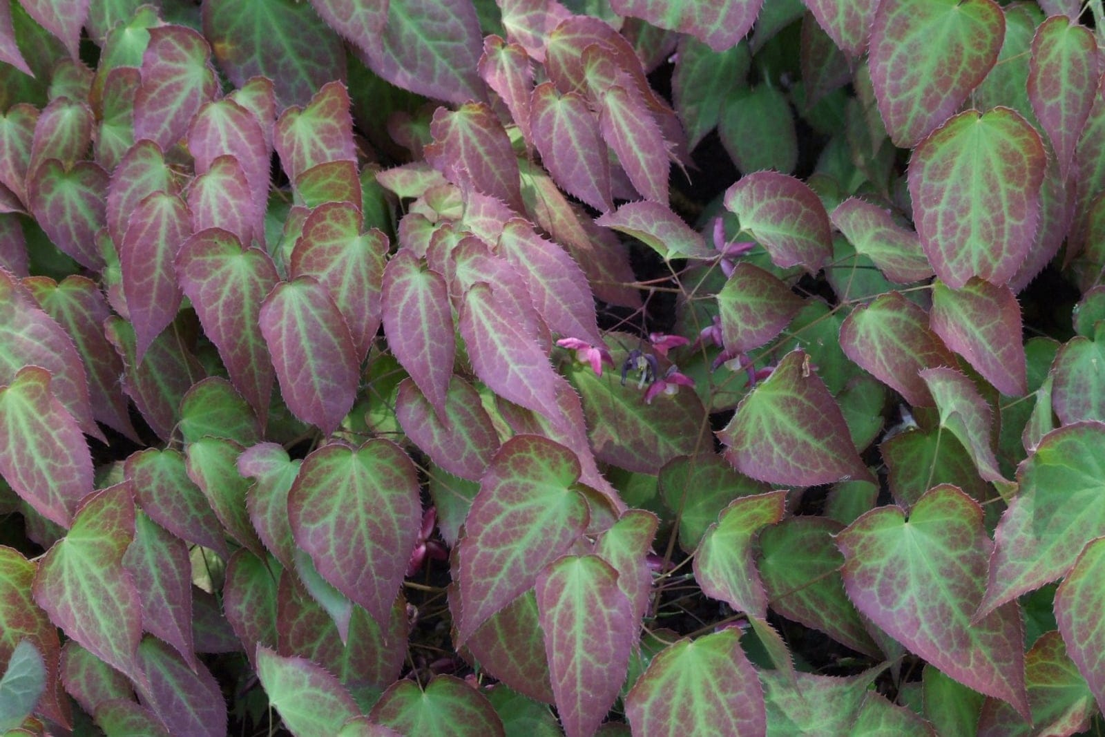 Epimedium grandiflorum in bloom showing delicate long-spurred pink-purple flowers above heart-shaped foliage