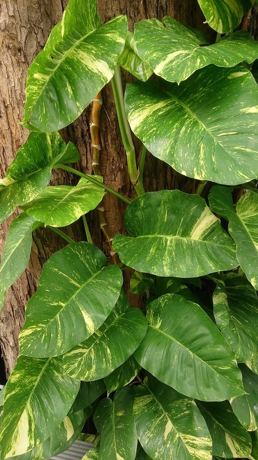Golden pothos (Epipremnum aureum) - heart-shaped leaves, golden-yellow variegation, climbing a tree trunk, aerial-rooted stems.