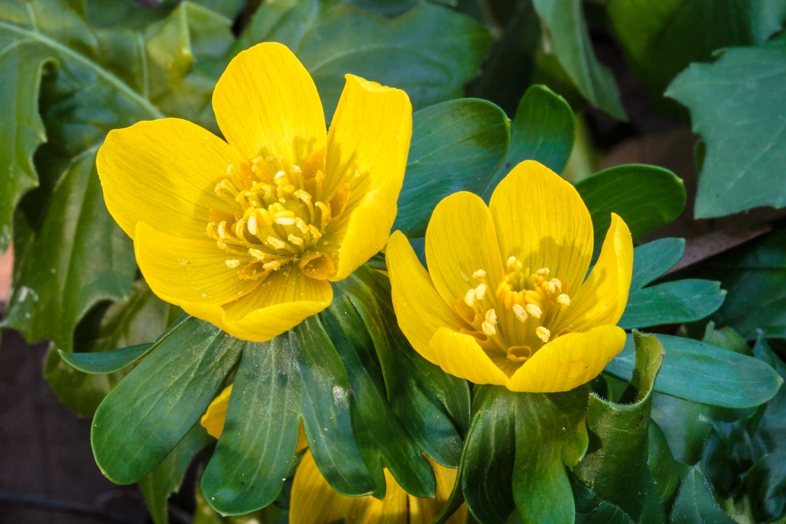 Acónito de invierno (Eranthis hyemalis) - flores abiertas en forma de copa de un vivo amarillo mantequilla, cada una rodeada por una gorguera de brácteas verdes profundamente lobuladas, nacidas cerca del nivel del suelo sobre tallos cortos y erguidos, con los pétalos dorados completamente reflejos y abiertos al sol en una reserva ajardinada neerlandesa.