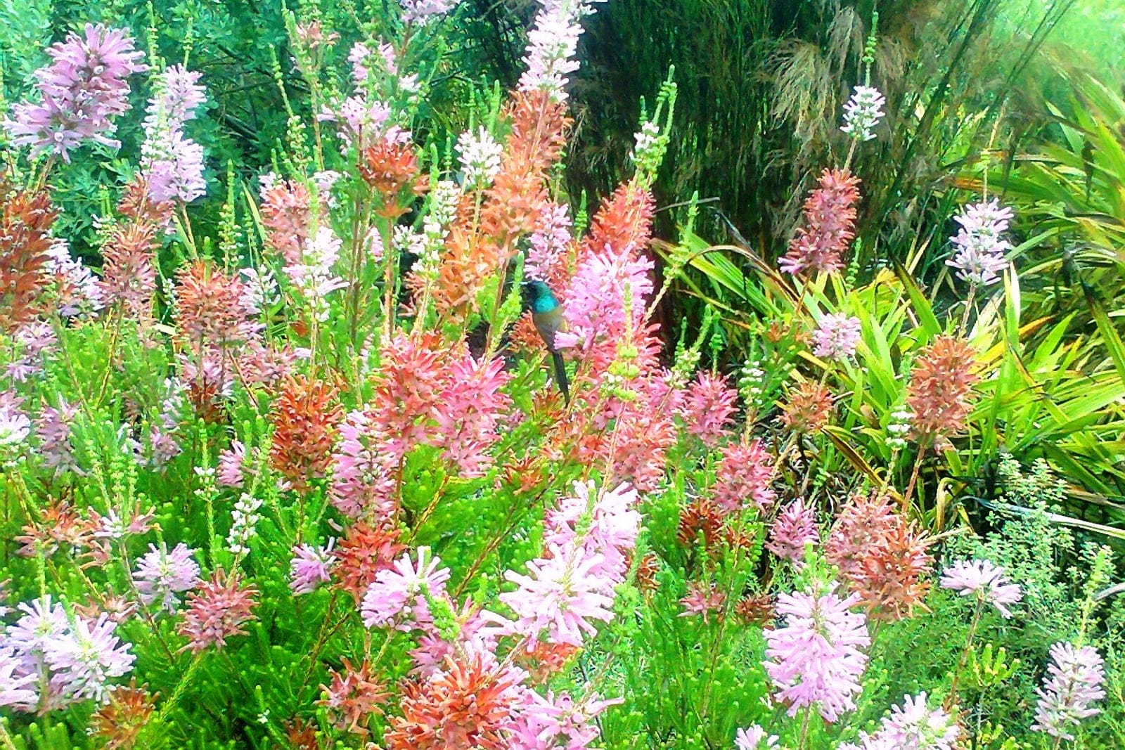 Whorl heath (Erica verticillata) - erect, slender evergreen shrub habit with many upright green stems, tubular soft-pink to coral flowers borne in whorled spikes up the stems, fine, needle-like ericoid leaves densely set along the green stems.