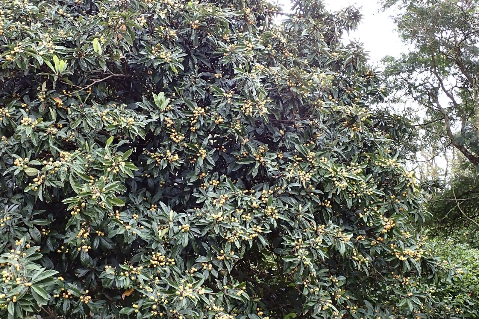 Eriobotrya japonica (loquat) showing its rounded evergreen canopy of large glossy corrugated leaves, at the Jardim Botanico Tropical in Lisbon