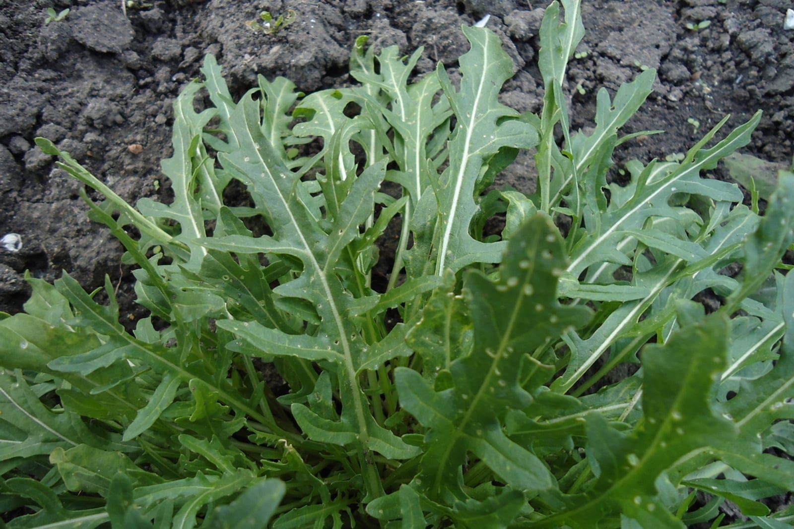 Arugula (Eruca vesicaria) growing as a low basal rosette of irregular, pinnately-lobed green leaves with a large terminal lobe and several small lateral lobes.