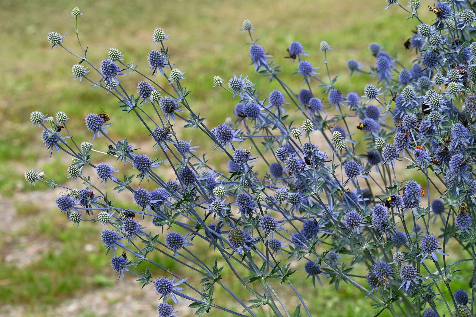 Blue sea holly (Eryngium planum) - architectural, branching habit of rigid blue-tinted stems carrying many flowerheads in a dense drift, metallic steel-blue flush across the whole flowering plant at peak summer bloom, small egg-shaped flowerheads each ringed by a spiny, silvery-blue collar of bracts.