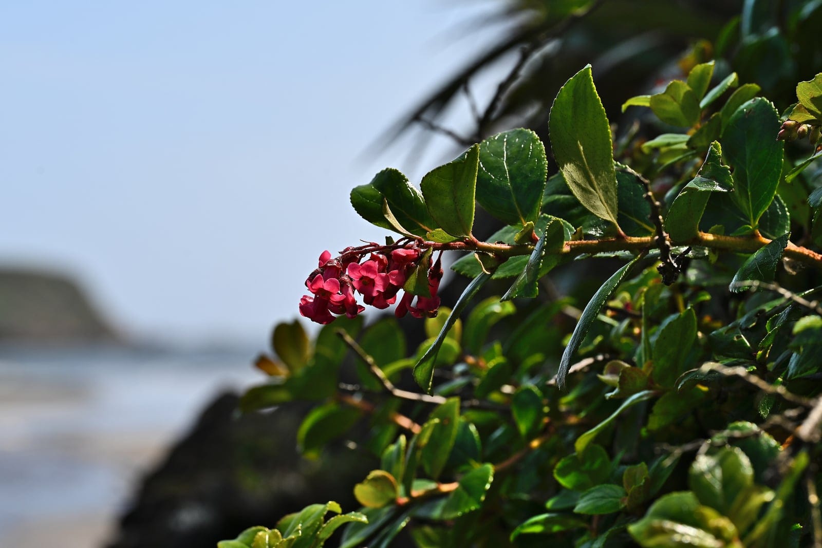 Arbuste d'Escallonia rubra en fleur à Punihuil, île de Chiloé, au Chili - habitat d'origine