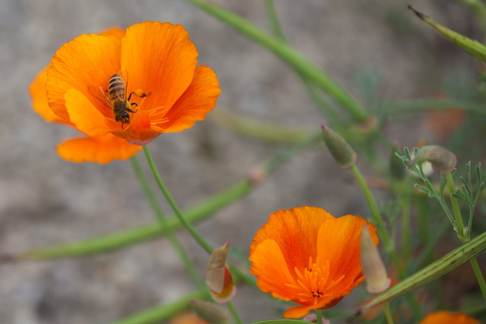 California poppy (Eschscholzia californica) showing vibrant orange cup-shaped flower with a Lasioglossum sweat bee visiting.