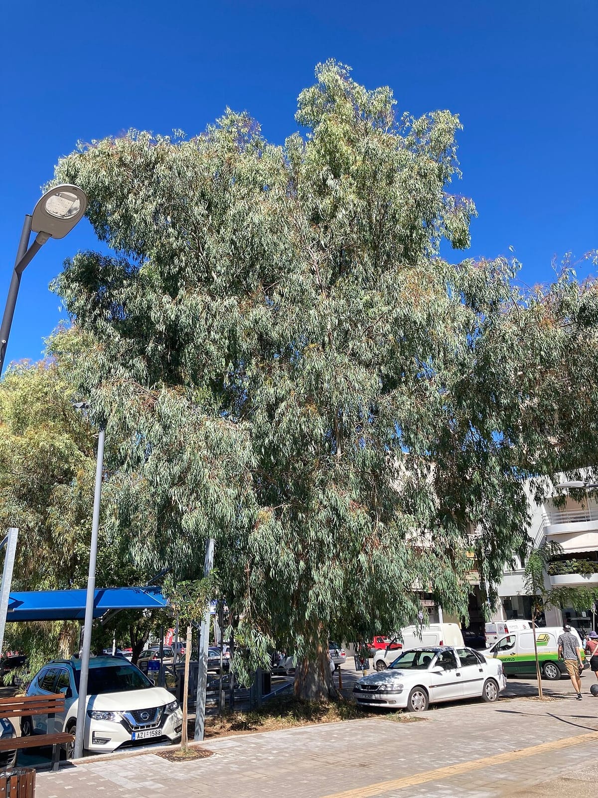 Tasmanian blue gum (Eucalyptus globulus) - large tree with silvery blue-green weeping foliage, broad spreading canopy, sickle-shaped adult leaves.