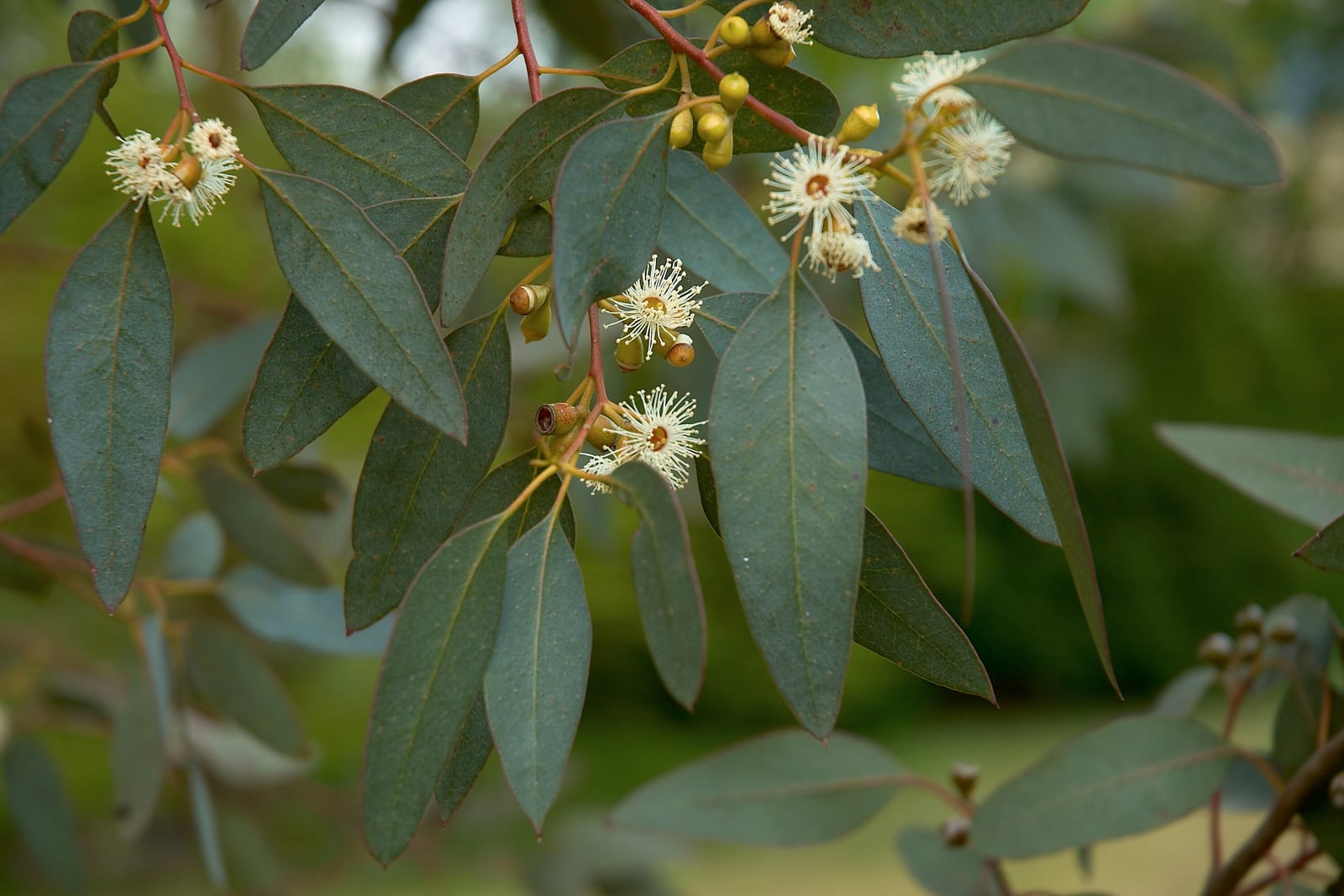 Cider gum (Eucalyptus gunnii) - a flowering shoot with small white flowers among the foliage, photographed on a garden tree in Belgium.