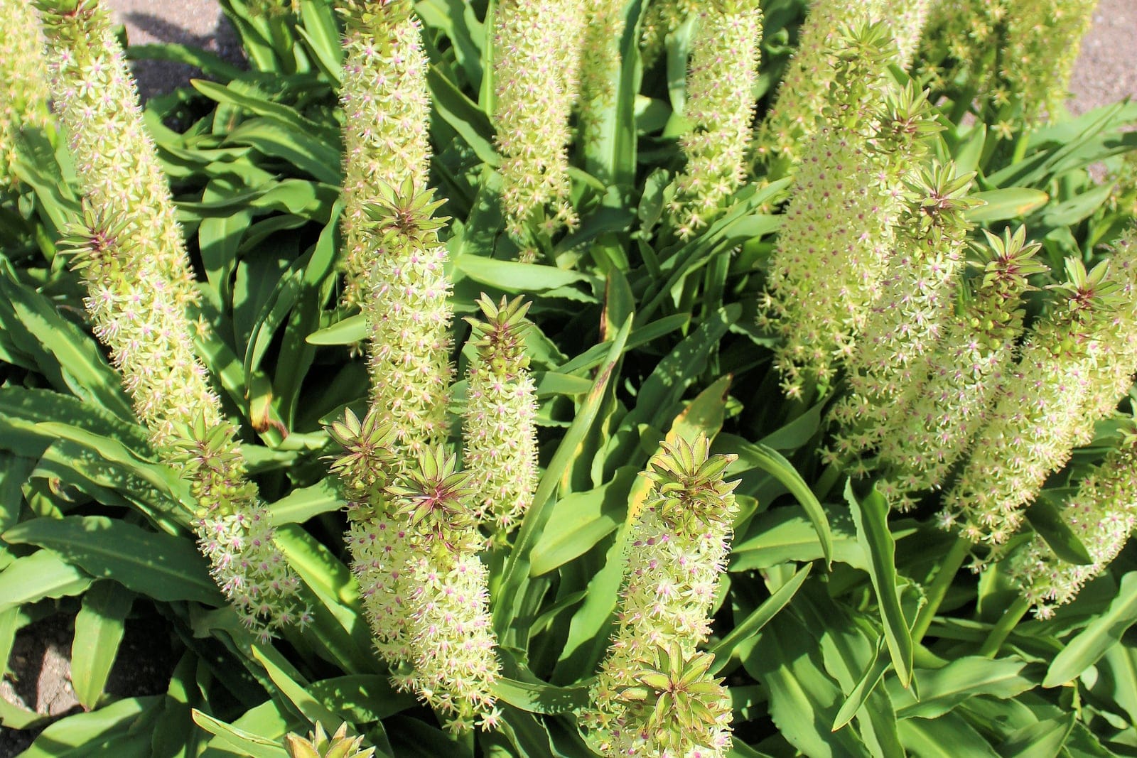 A pineapple lily (Eucomis comosa) showing a basal rosette of strap-shaped leaves and an upright spike densely packed with pale star-shaped flowers topped by a tuft of leafy bracts.
