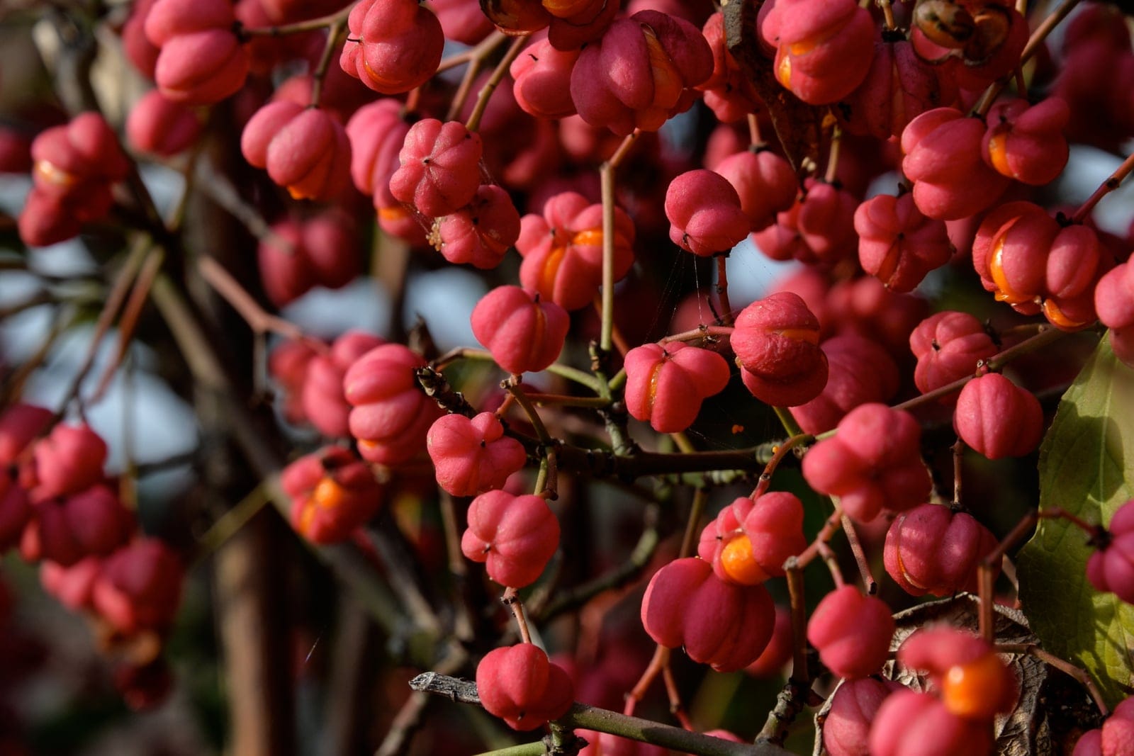 European spindle (Euonymus europaeus) - deep pink/magenta four-lobed seed capsules, bright orange arils emerging from split capsules, slender green-ridged twigs of a mature, densely-fruiting shrub.
