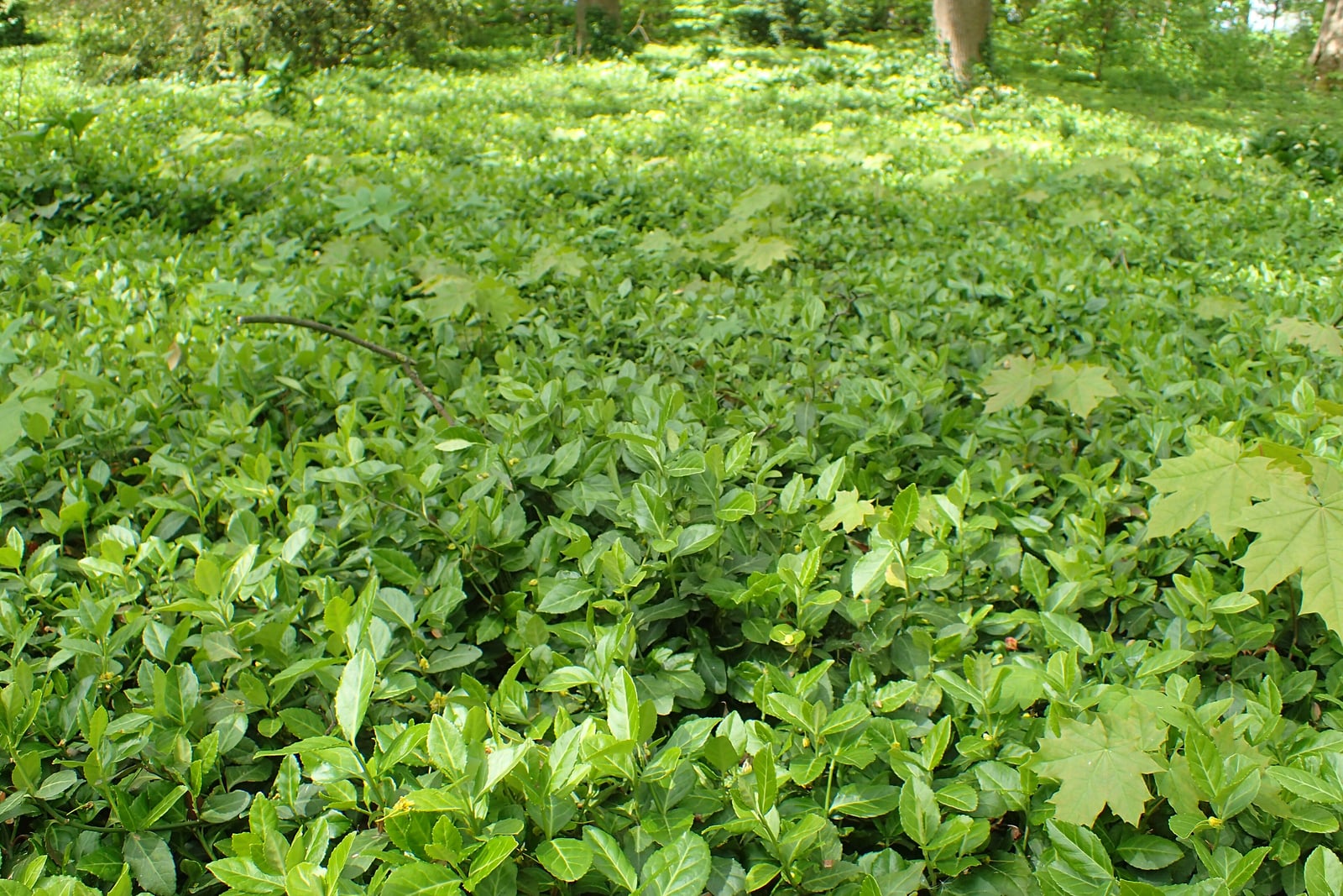 Evónimo rastrero extendido como una alfombra densa sobre el suelo de un bosque, un mar de hojas verdes, lustrosas y dentadas con diminutos capullos florales de color verde amarillento, unas pocas hojas jóvenes de arce que asoman entre ellas y troncos de árboles al fondo.