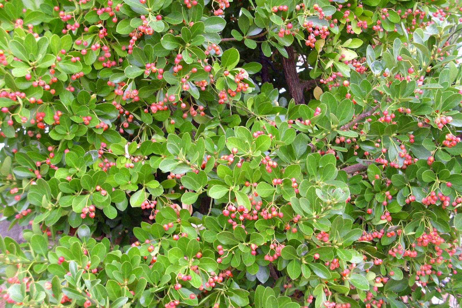 Euonymus japonicus shrub showing full evergreen habit in winter at Dehesa Boyal de Puertollano, Spain