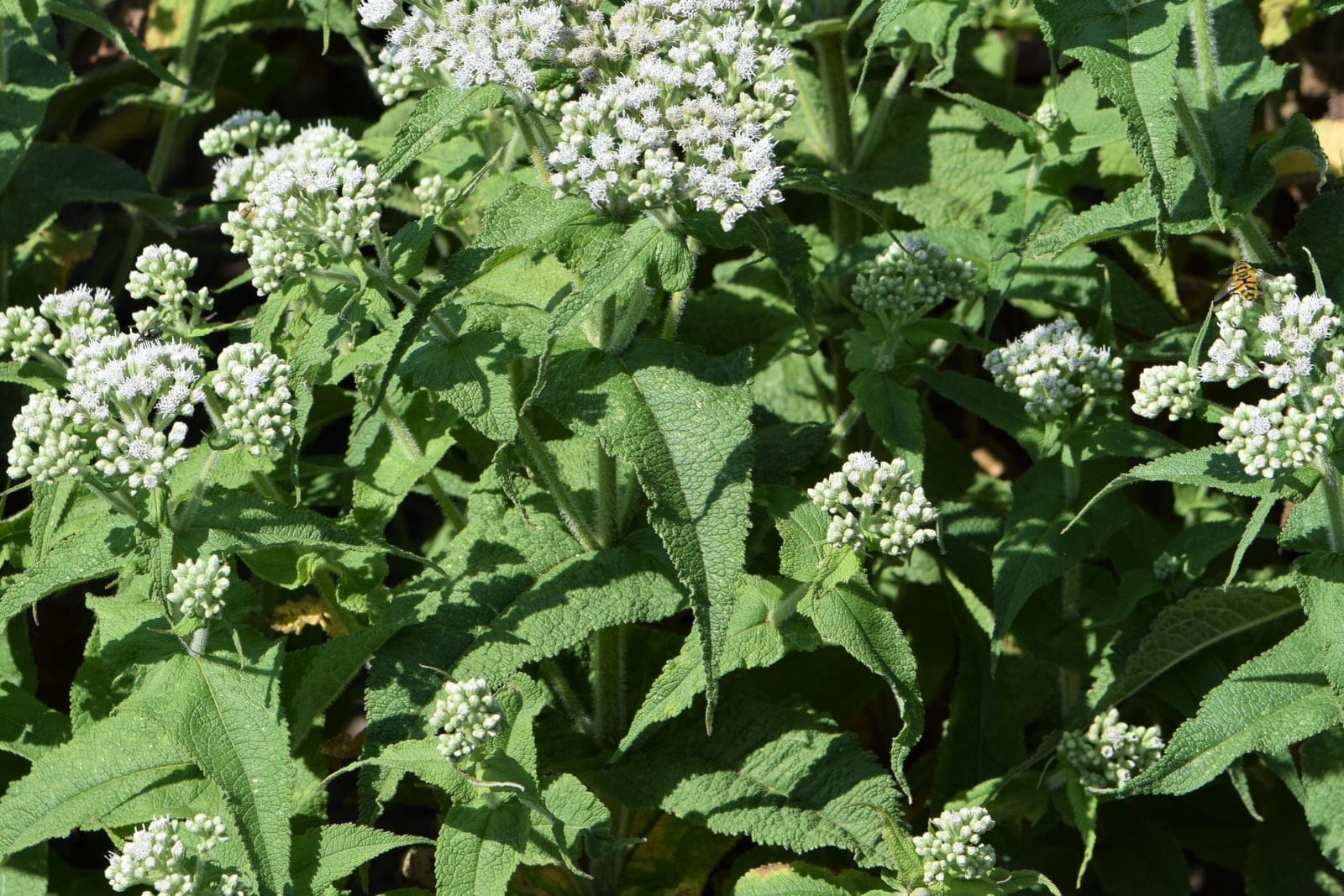 Boneset (Eupatorium perfoliatum) showing upright hairy stems topped with flat clusters of fluffy white flowers above opposite, wrinkled, lance-shaped perfoliate leaves.