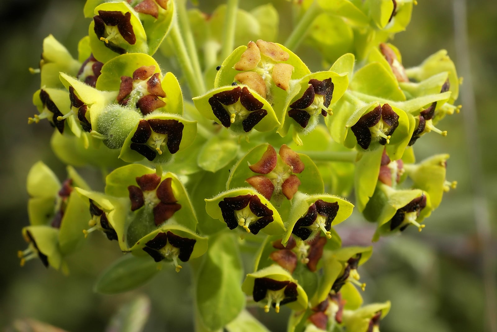 Gros plan de l'inflorescence de l'euphorbe des vallons (Euphorbia characias) : cyathes denses vert chartreuse, chacun portant une glande nectarifère bordeaux foncé.