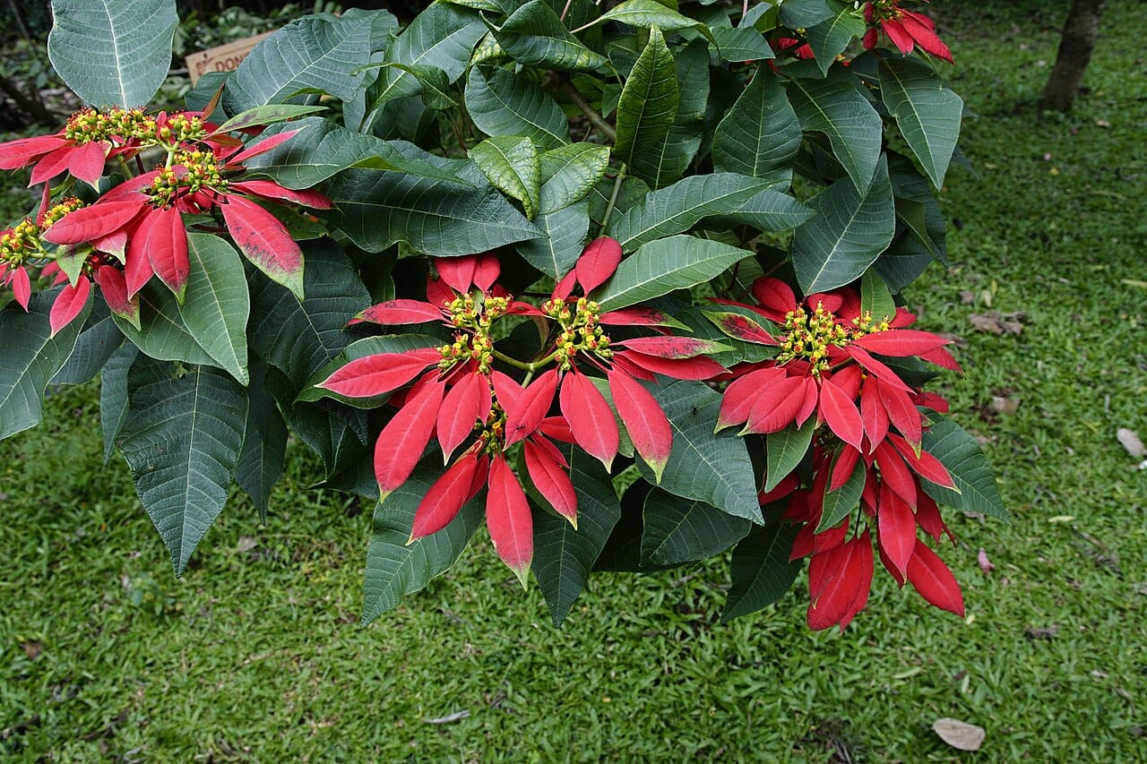Poinsettia (Euphorbia pulcherrima) - scarlet red bracts, small yellow cyathia (true flowers), dark green pointed leaves, upright multi-stemmed shrub form.