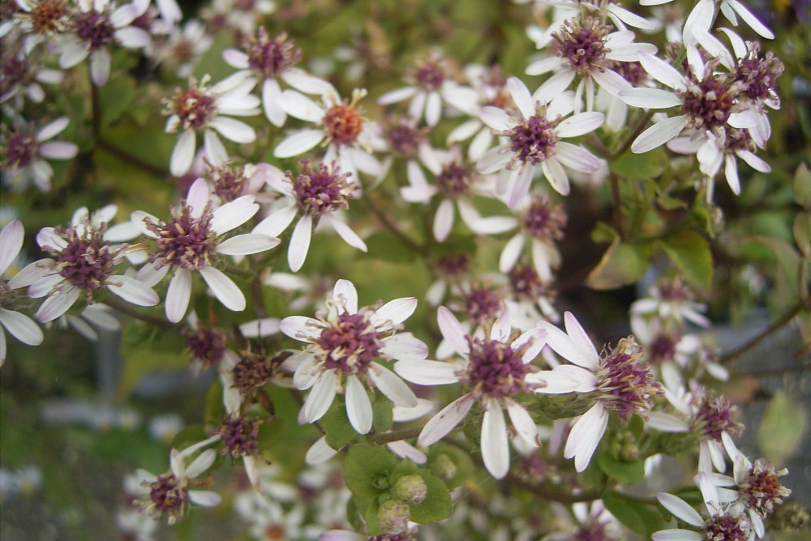 Áster-branco-do-bosque (Eurybia divaricata) mostrando pequenas flores brancas estreladas.