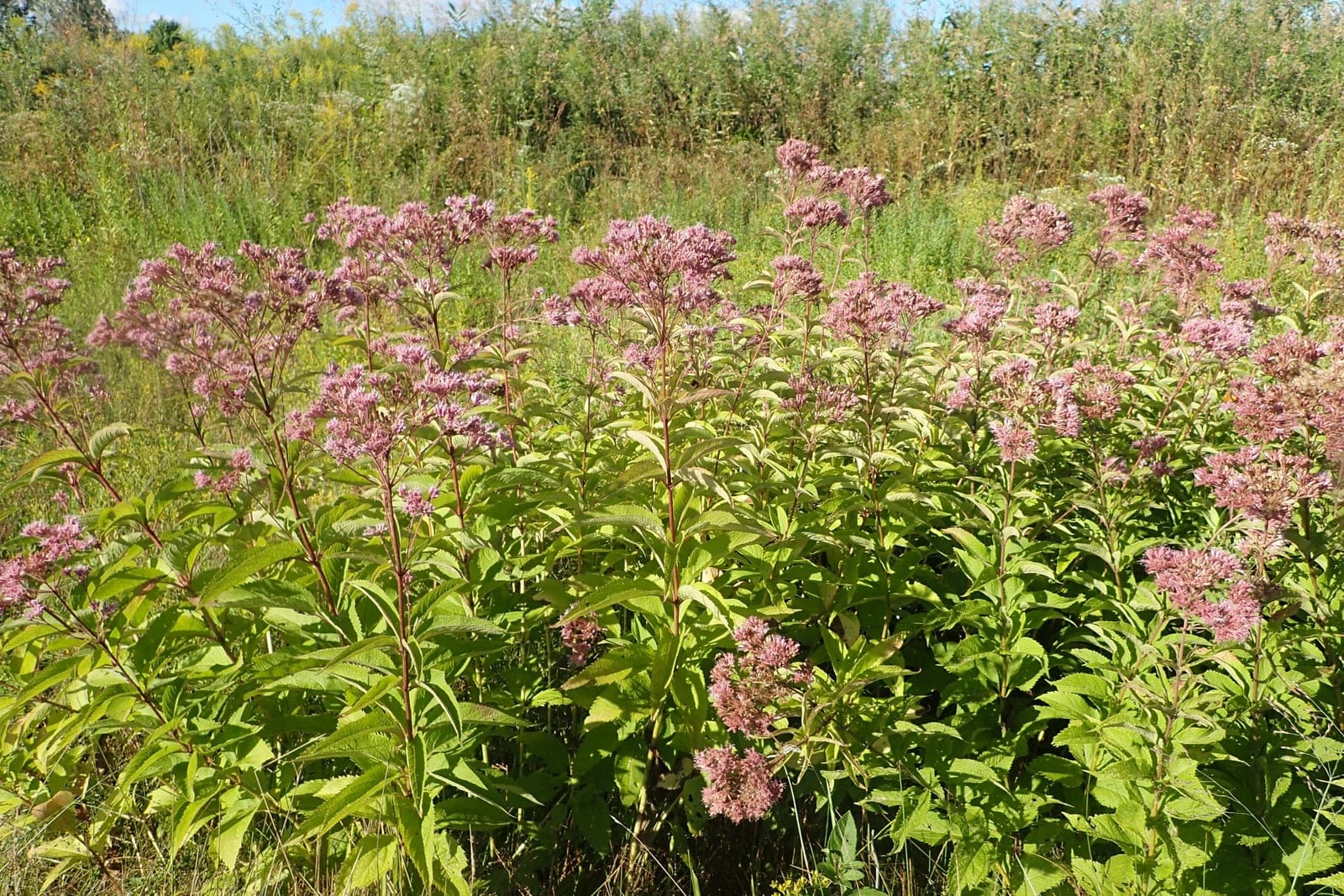 Peuplement sauvage élevé d'Eutrochium maculatum dans une prairie humide, ses tiges feuillées couronnées de larges inflorescences en dôme de fleurs rose mauve.