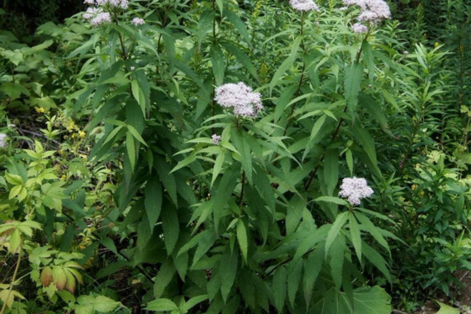 Sweet Joe-Pye weed (Eutrochium purpureum) full multi-stemmed clump in flower, showing the tall upright habit with whorls of lance-shaped leaves topped by mauve-pink domed flower clusters.