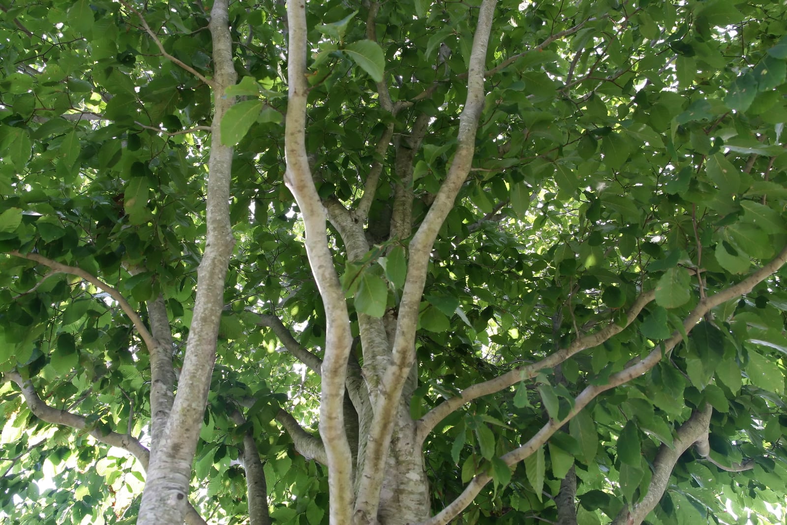 Vista desde abajo de la copa de un haya americana (Fagus grandifolia) en verano: varios tallos y ramas lisos, de color gris pálido y ligeramente jaspeados, suben y se abren desde una horquilla baja a través de un dosel denso de hojas ovaladas, dentadas y de un verde lustroso, con nervios laterales rectos, iluminadas a contraluz por el sol.