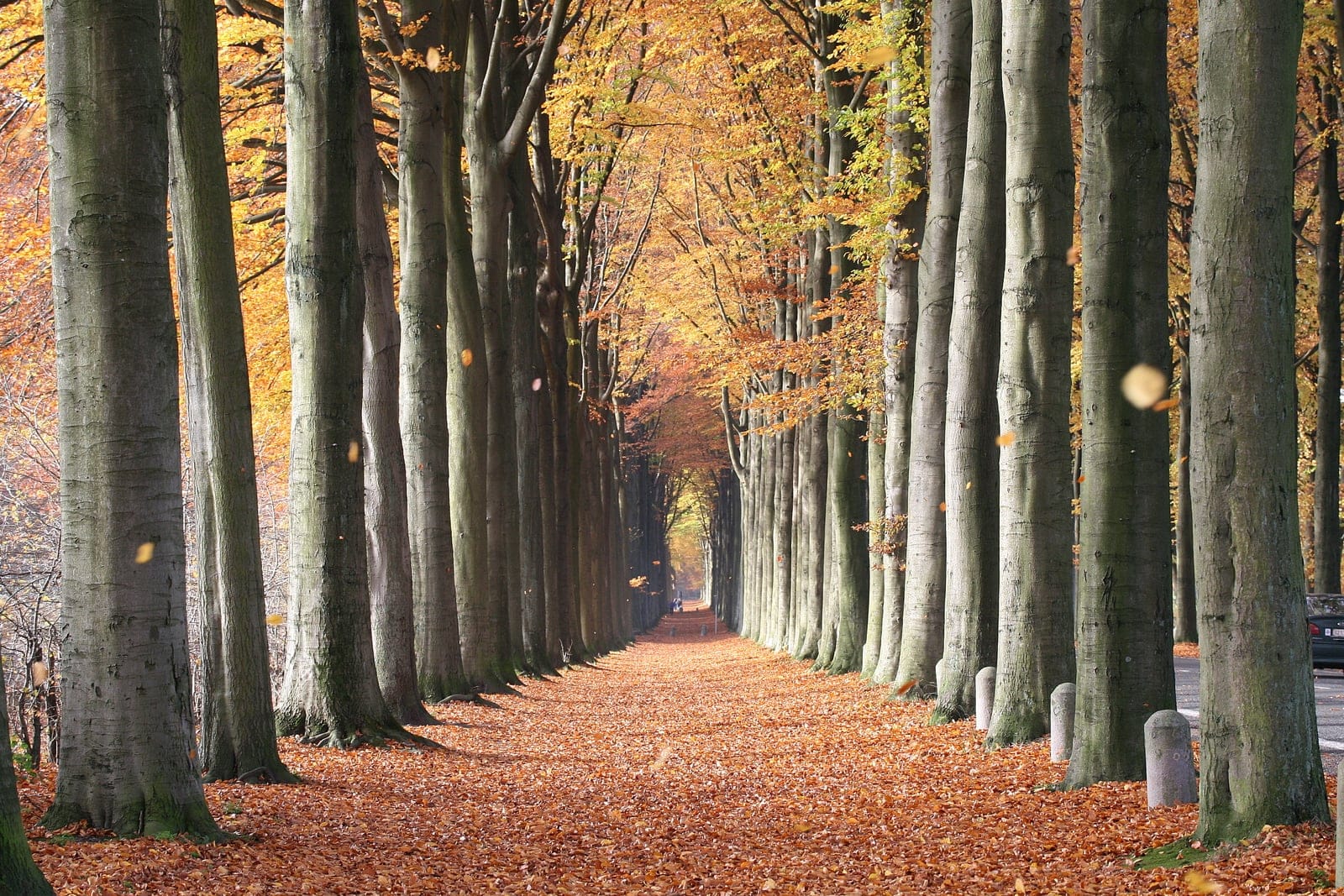 European beech (Fagus sylvatica) - smooth grey bark on tall, straight columnar trunks, high dense canopy of golden-orange autumn foliage, thick rust-brown carpet of shed beech leaves on the ground.