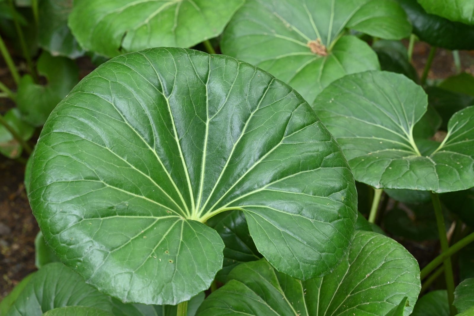 Large round glossy green leaves of Farfugium japonicum in a botanical garden in Malaga, Spain