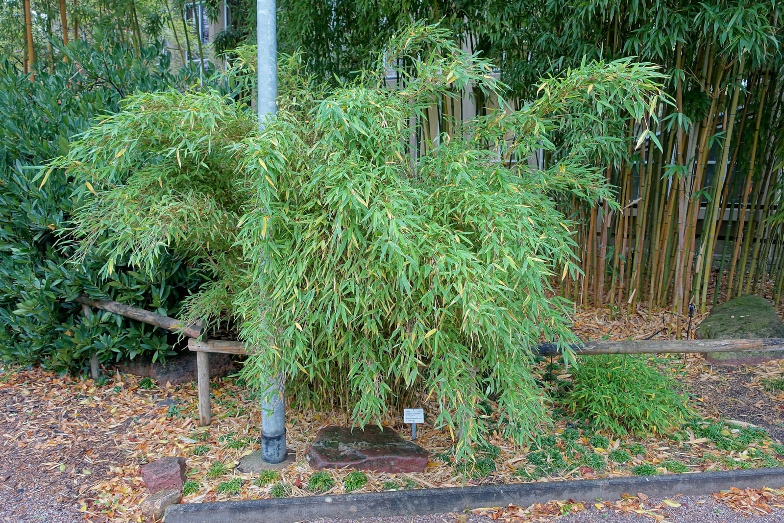 Bambú paraguas (Fargesia murielae) - porte cespitoso denso (no rastrero) que forma un único montículo compacto en lugar de un matorral extendido, cañas delgadas que se arquean hacia fuera formando una silueta de fuente/paraguas, hojas finas, estrechas y perennes que aportan una textura suave y temblorosa.