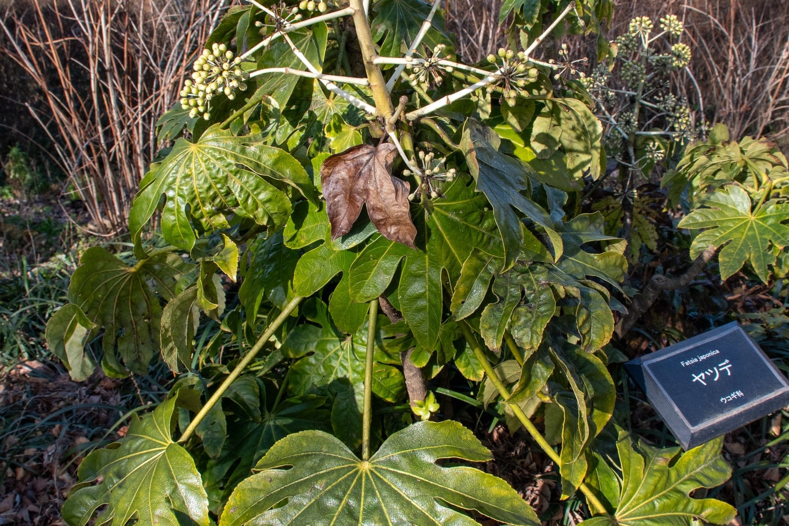 Fatsia japonica shrub in full growth at Mizunomori Water Botanical Garden, showing the large palmate glossy green leaves and upright branching habit