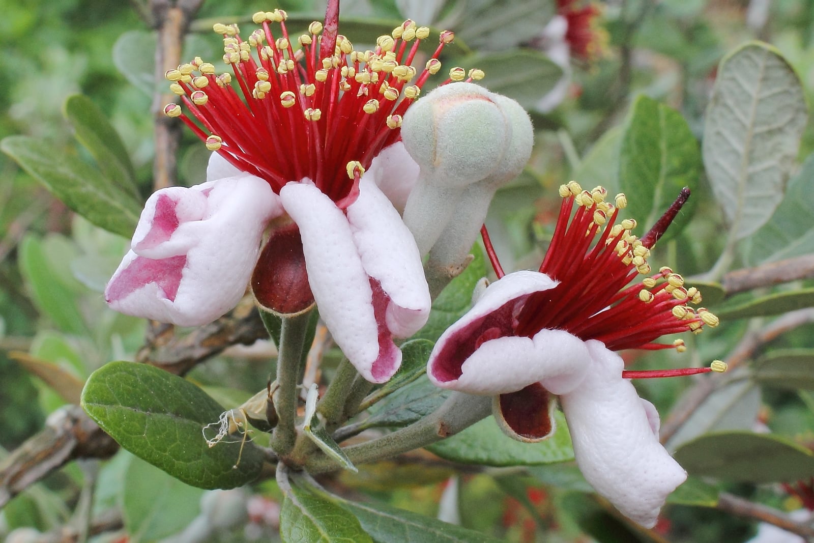 Feijoa (Feijoa sellowiana) - two flowers with fleshy white-and-pink petals around long crimson stamens tipped with yellow anthers, beside a fuzzy bud and grey-green leaves, in a garden in Sochi, Russia, in May.