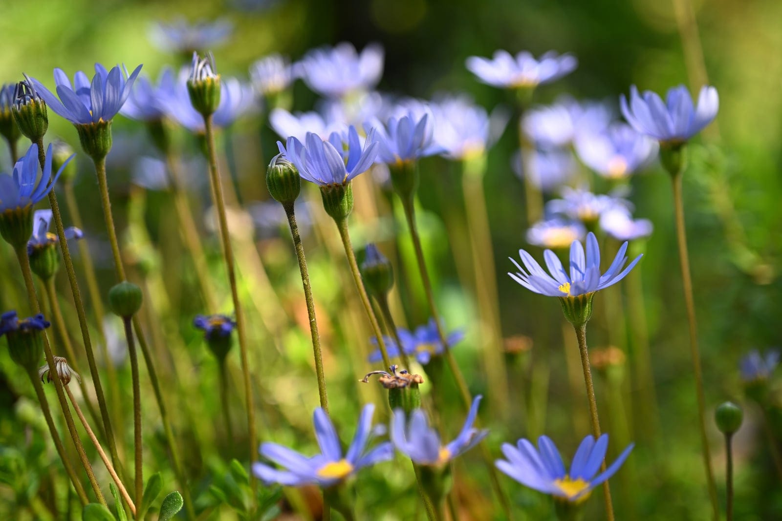 Blue daisy bush (Felicia amelloides) - dense mounding subshrub bearing multiple bright blue ray-floret daisy flowers with yellow disc centres, dark green elliptic leaves.