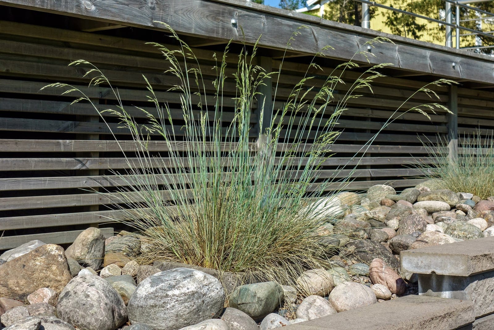 Blue fescue (Festuca glauca) - tidy rounded hedgehog-tuft of fine, needle-like steel-blue foliage, tall, slim, arching wheat-coloured flower spikes in early summer, compact ornamental clump growing in habit among rockery stones.