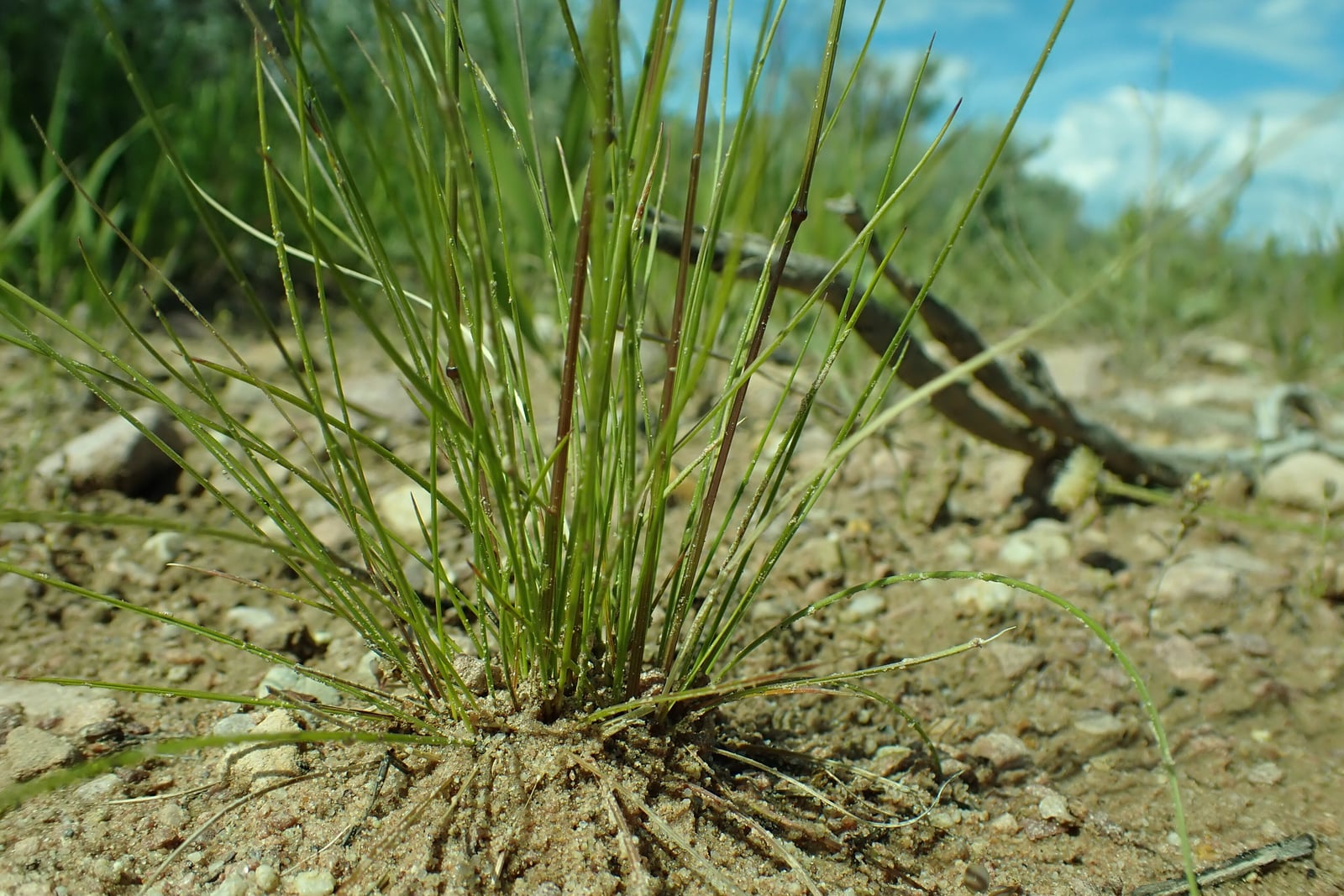 A single discrete tuft of Idaho fescue photographed from ground level: a dense fountain of very fine, needle-thin leaf blades rising from bare gravelly sand, with two slender reddish flowering stems in the middle. Sagebrush and blue sky stand behind it.