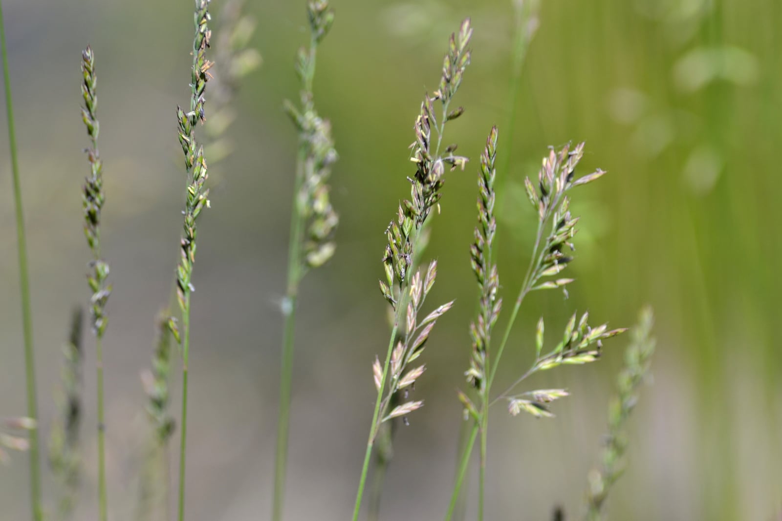 Varios tallos florales esbeltos de cañuela de oveja bien enfocados sobre un fondo verde difuso, cada uno con una panícula estrecha y contraída de espiguillas de arista corta teñidas de verde y de pardo purpúreo. En el borde izquierdo asoman láminas foliares finas como pelos.