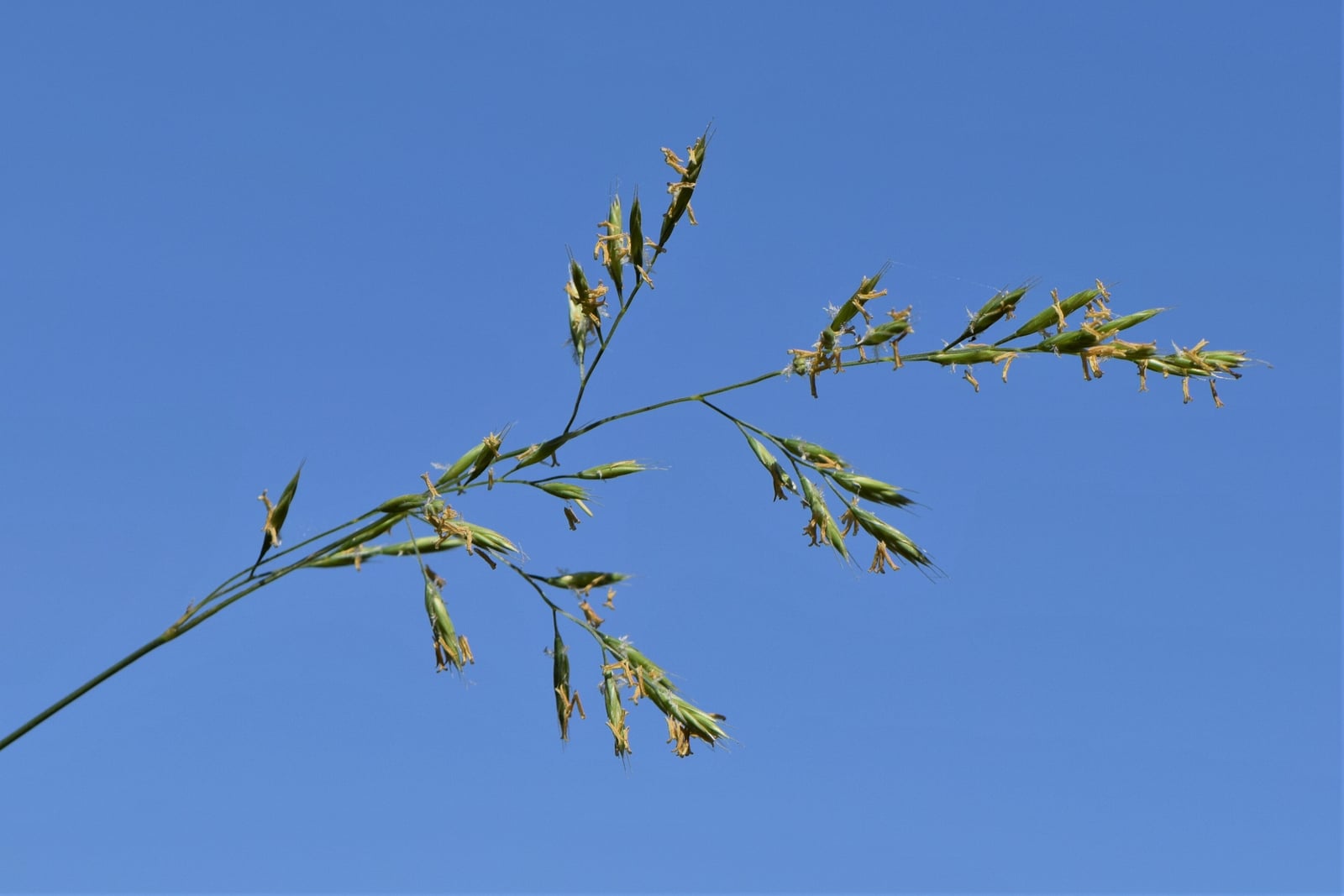 Une unique tige florale arquée de fétuque rouge sur un ciel bleu net, portant une panicule ouverte et unilatérale d'épillets étroits, verts et couleur paille, aux anthères pâles qui libèrent leur pollen.