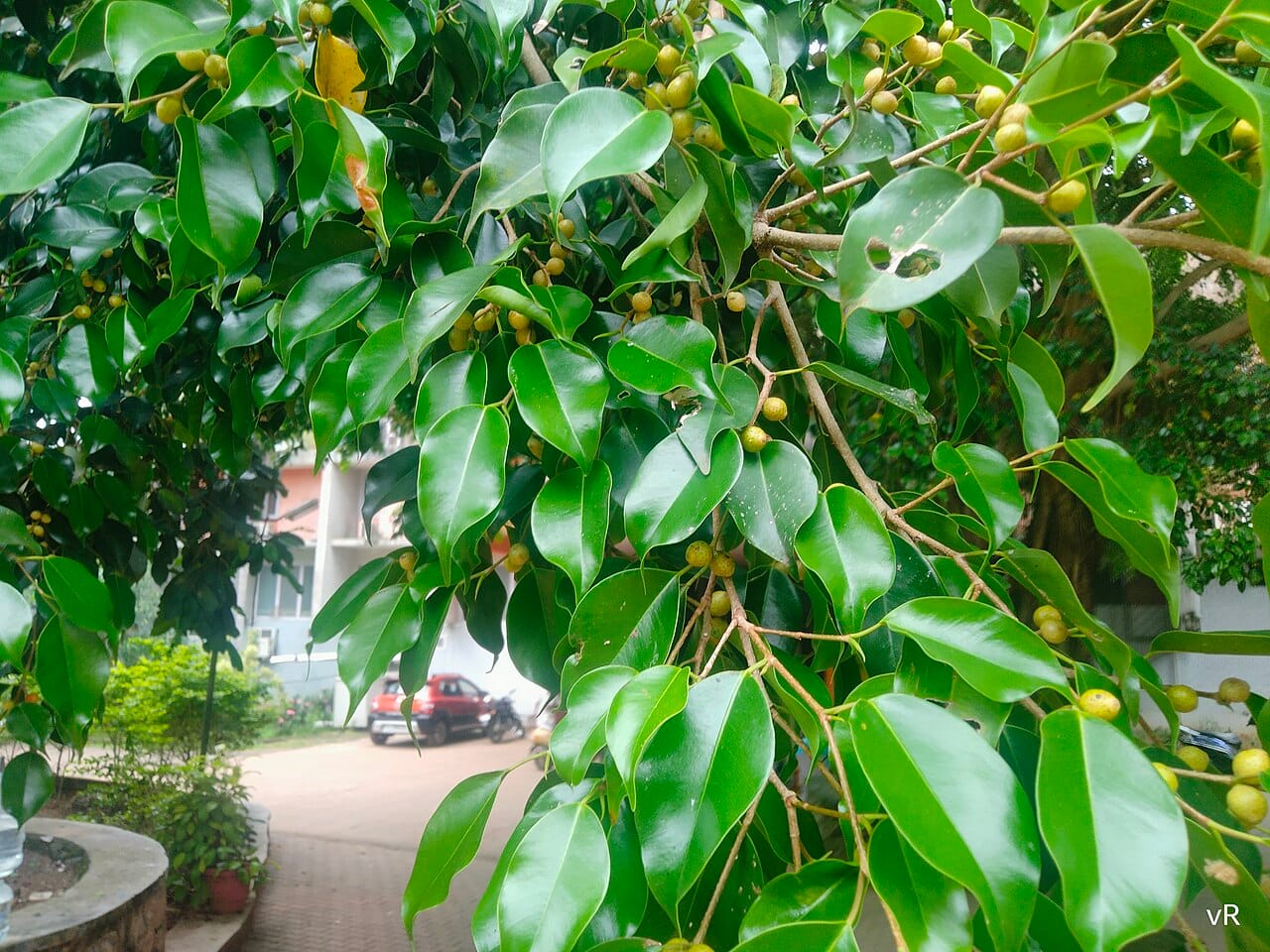 Weeping fig (Ficus benjamina) - glossy pointed leaves, gently weeping branch tips, small round figs, dense evergreen foliage.