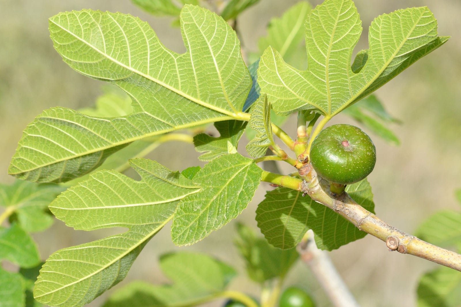 Common fig (Ficus carica) branch showing the deeply 3-5 lobed palmate leaves and a developing green fig fruit at the stem tip.