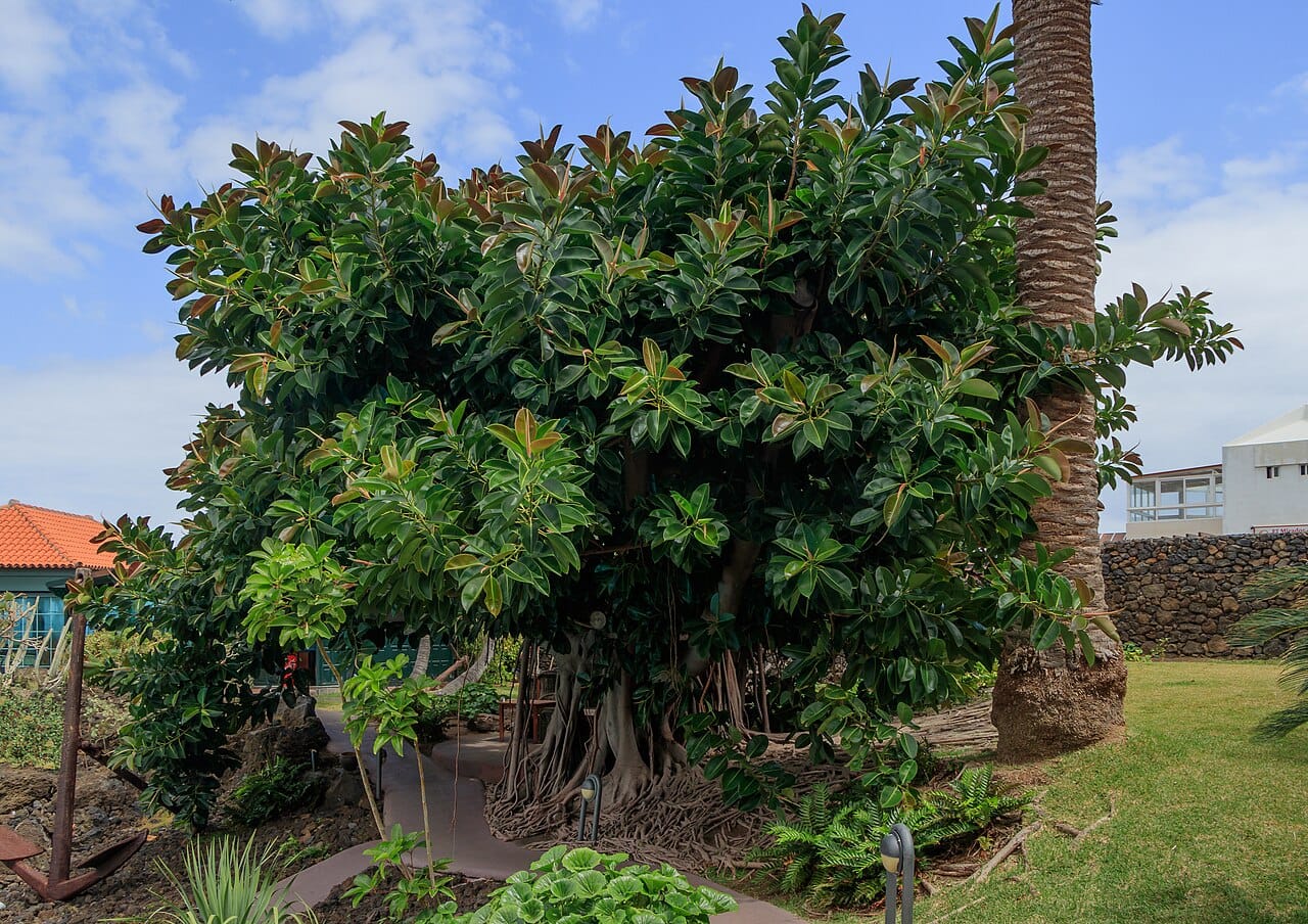Rubber plant (Ficus elastica) - large glossy leathery leaves, reddish new growth, broad tree form (grown outdoors), aerial roots at the base.