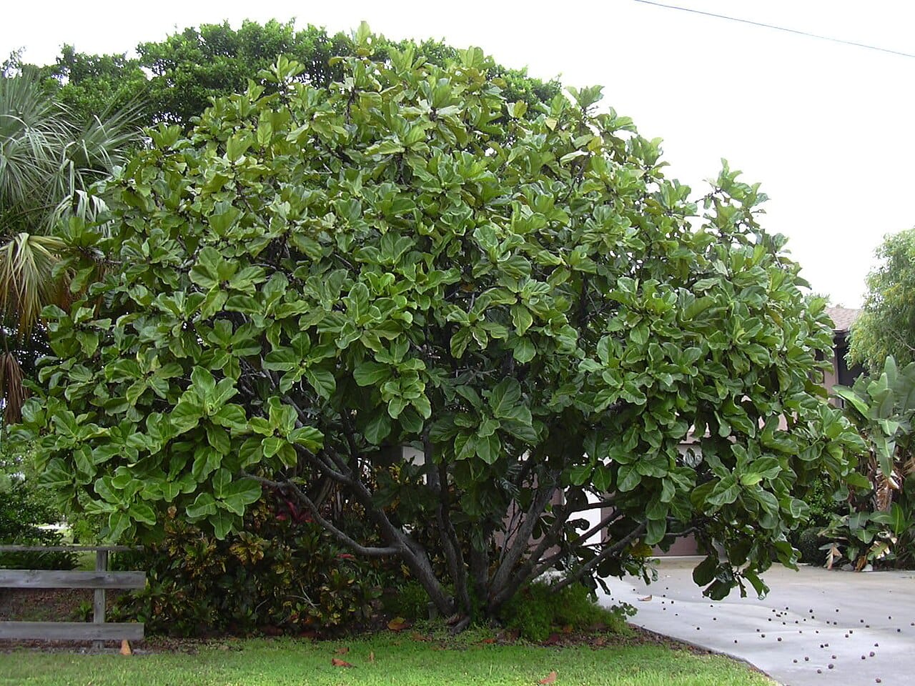Fiddle-leaf fig (Ficus lyrata) - large violin-shaped leaves, broad rounded leafy canopy, tree form (grown outdoors), glossy deep-green foliage.