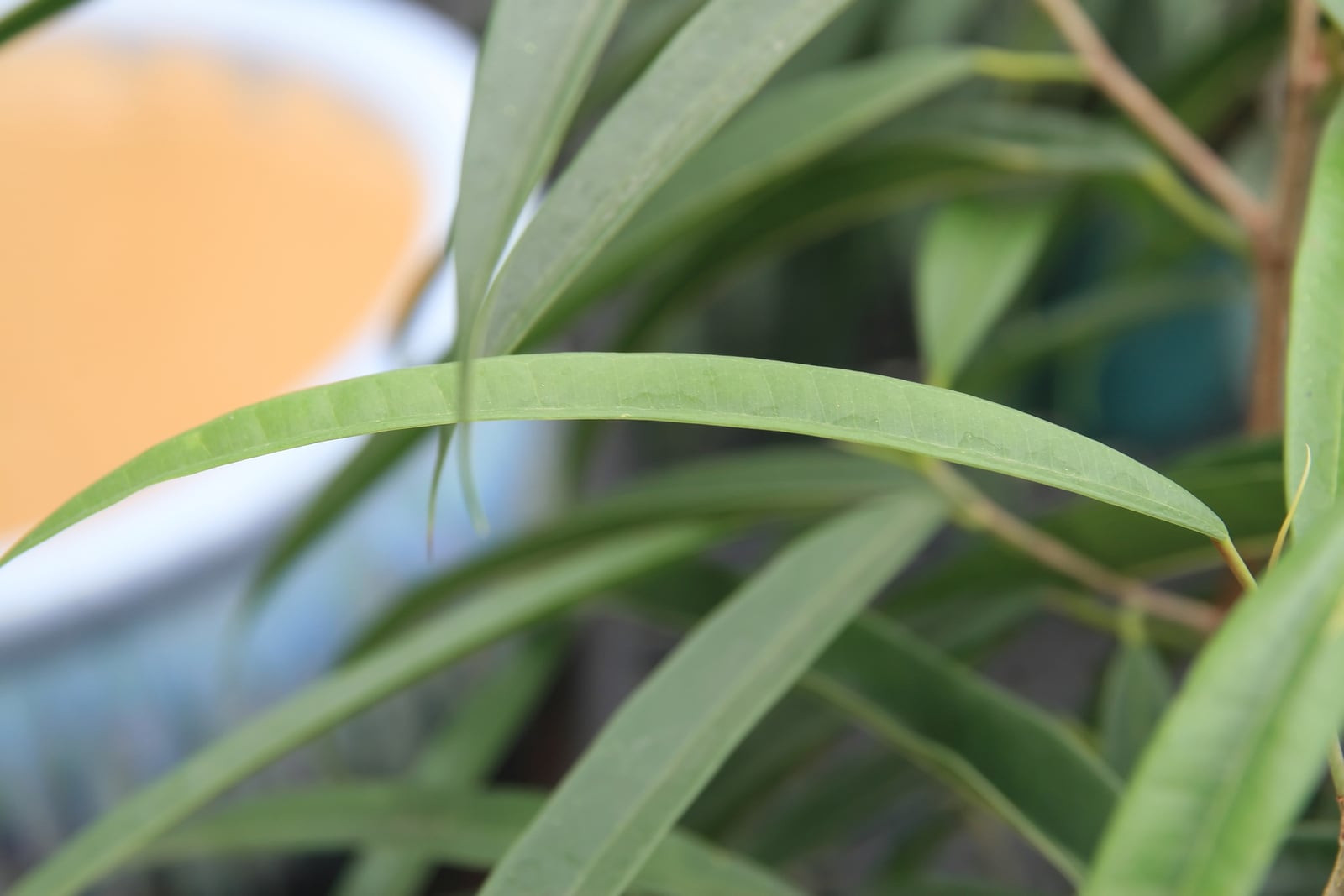 Alii fig (Ficus maclellandii) close up: a long, narrow, gently arching olive-green leaf with fine side veins and a pointed tip, on a slender brown stem among more slender leaves, with a blurred orange and white pot behind.