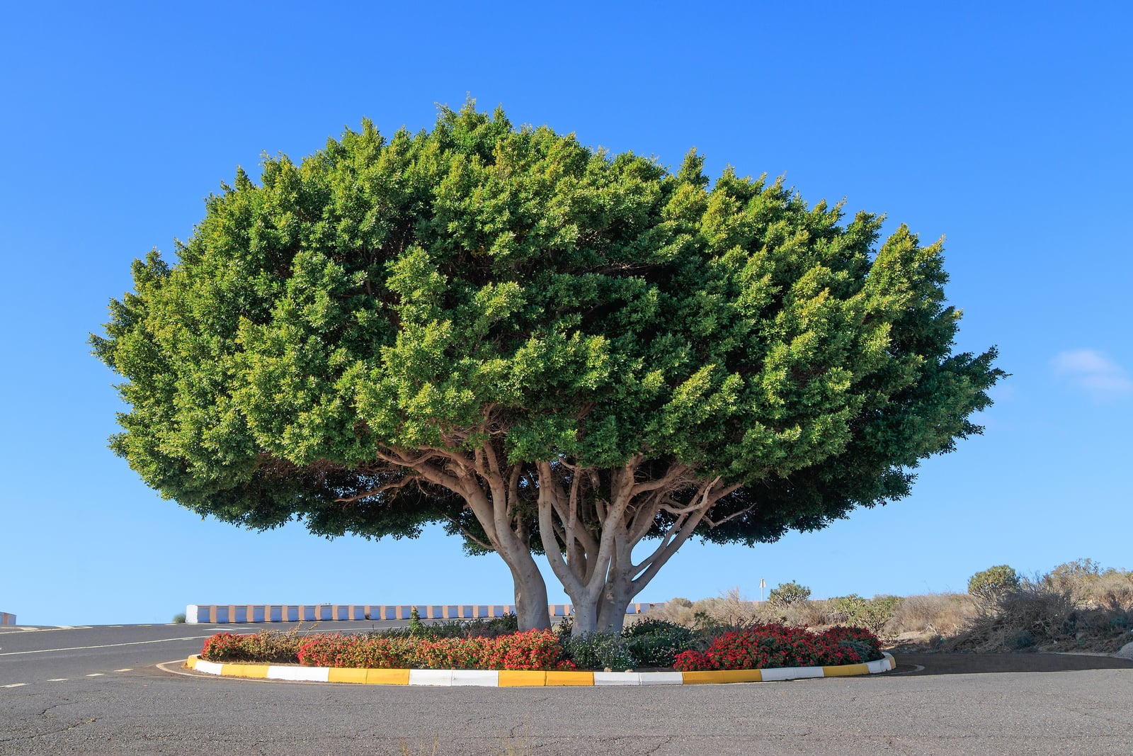 A Chinese banyan (Ficus microcarpa) planted in a roundabout under a clear blue sky: a broad, dense, dome-shaped crown of small green leaves held on several smooth, pale gray trunks and spreading limbs, above a bed of red flowers edged by a yellow and white curb.