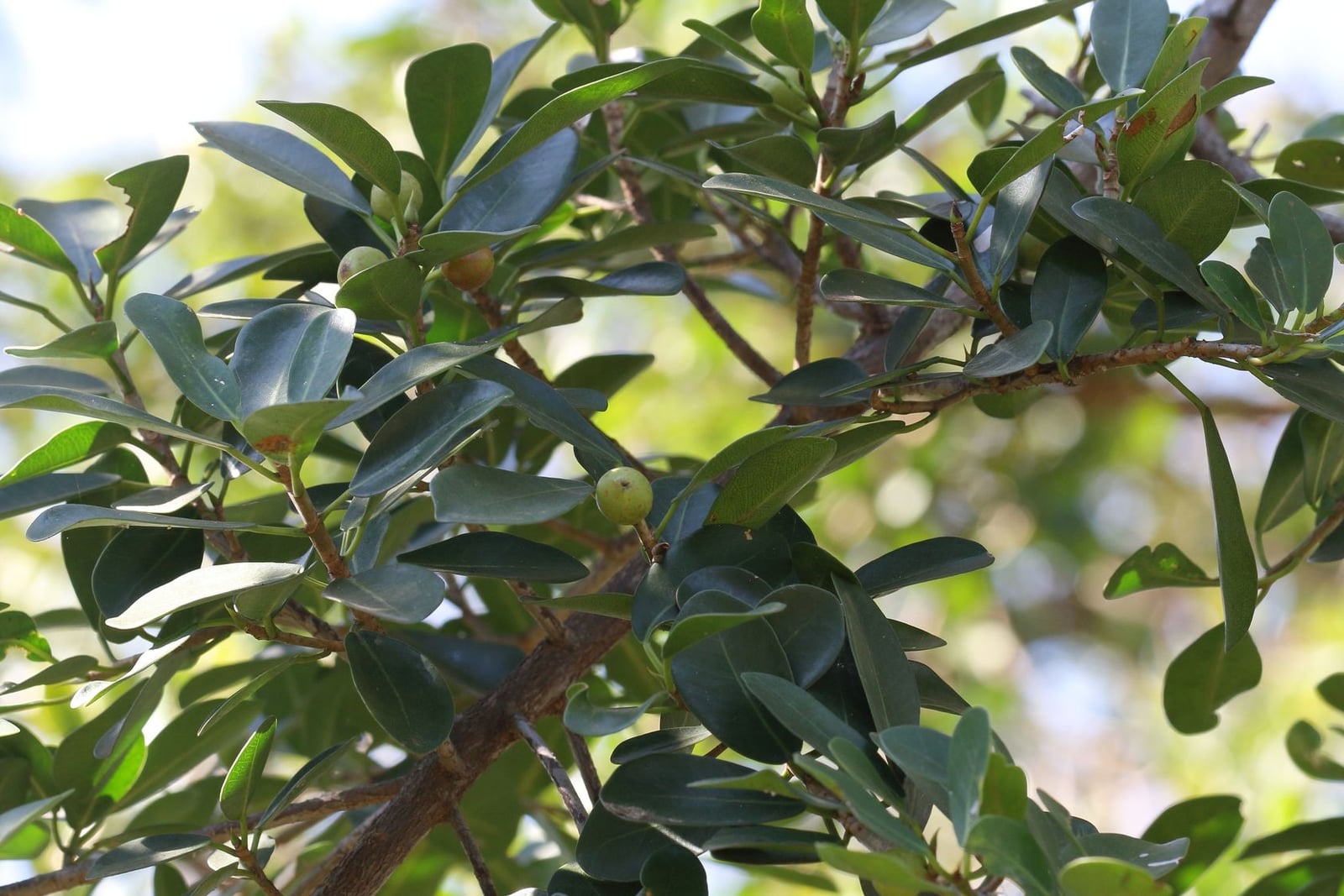 Natal fig (Ficus natalensis) branches: leathery, dark green, oblong to obovate leaves with blunt tips on grey-brown stems, and small round figs at the leaf bases, three pale green and one ripening orange-brown, against blurred green foliage.