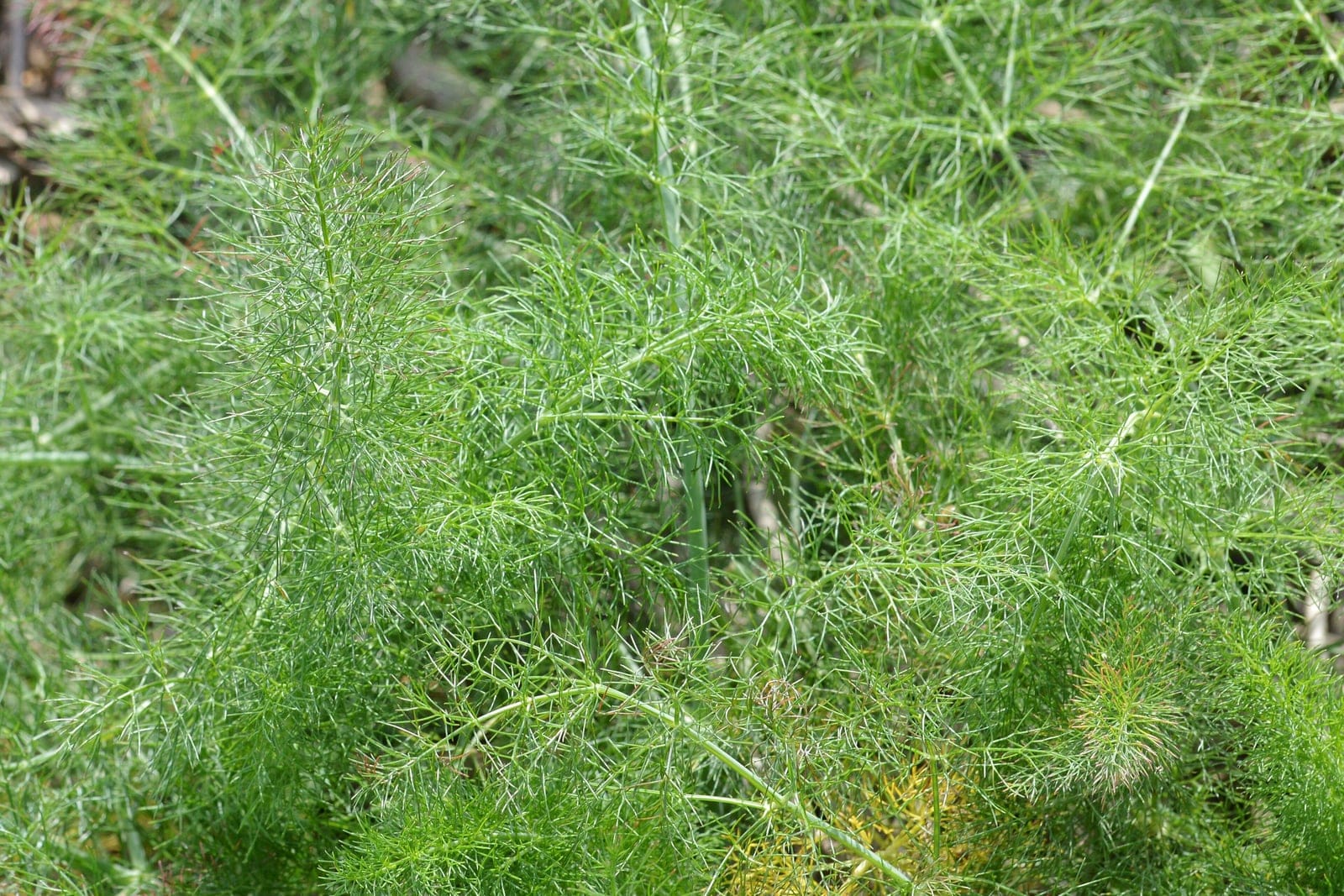 Fenouil (Foeniculum vulgare) montrant son feuillage dense, filiforme, finement divisé et plumeux, vert bleuté.