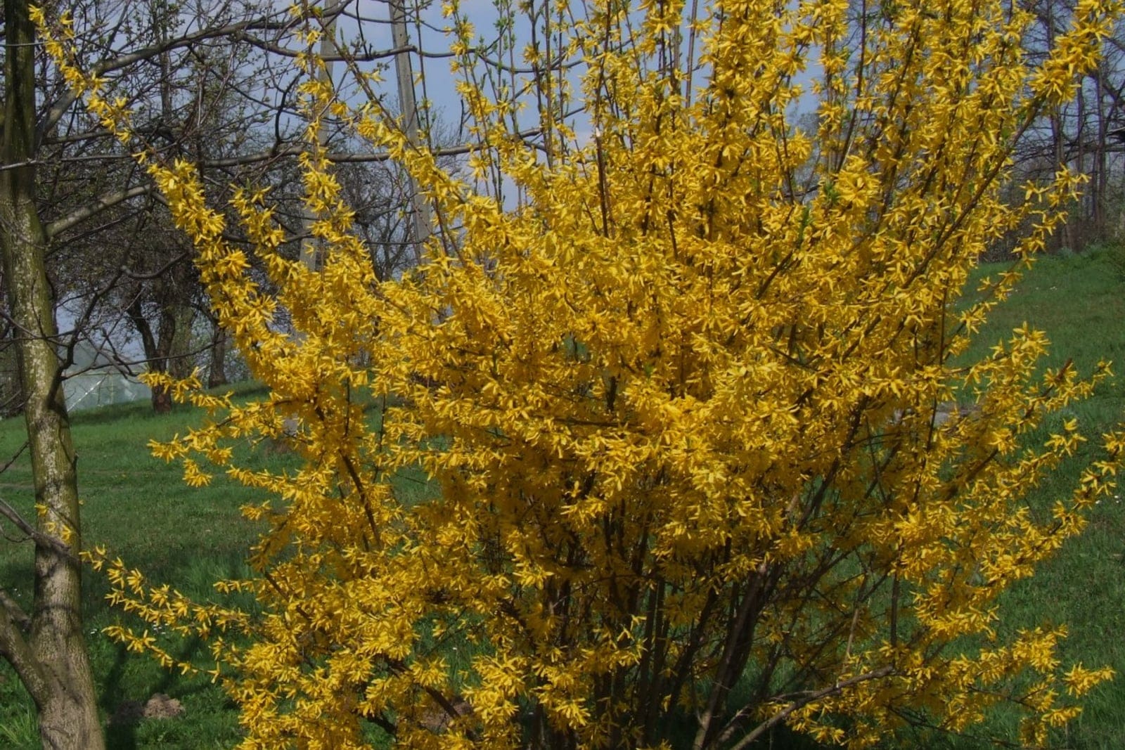 Border forsythia (Forsythia × intermedia) as a mature multi-stemmed shrub with arching canes covered in yellow flowers in early spring.