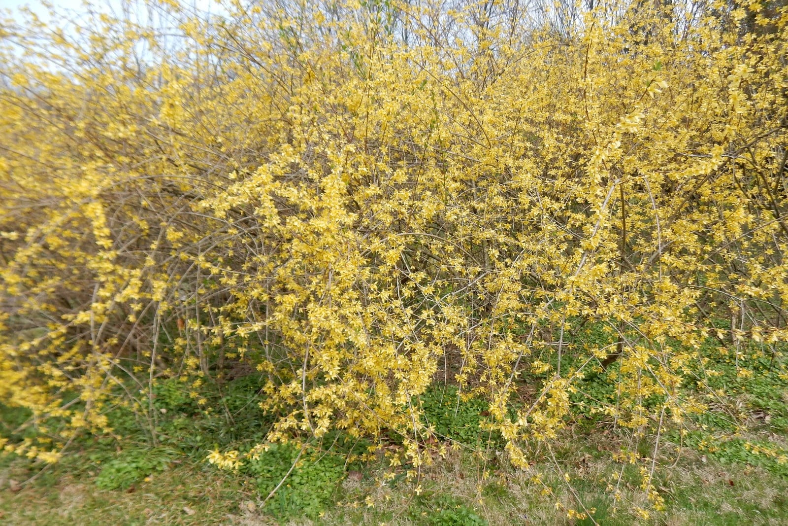 Un arbuste de forsythia pleureur (Forsythia suspensa) en pleine floraison de début de printemps, ses tiges arquées densément couvertes de fleurs jaune d'or vif avant l'apparition des feuilles.