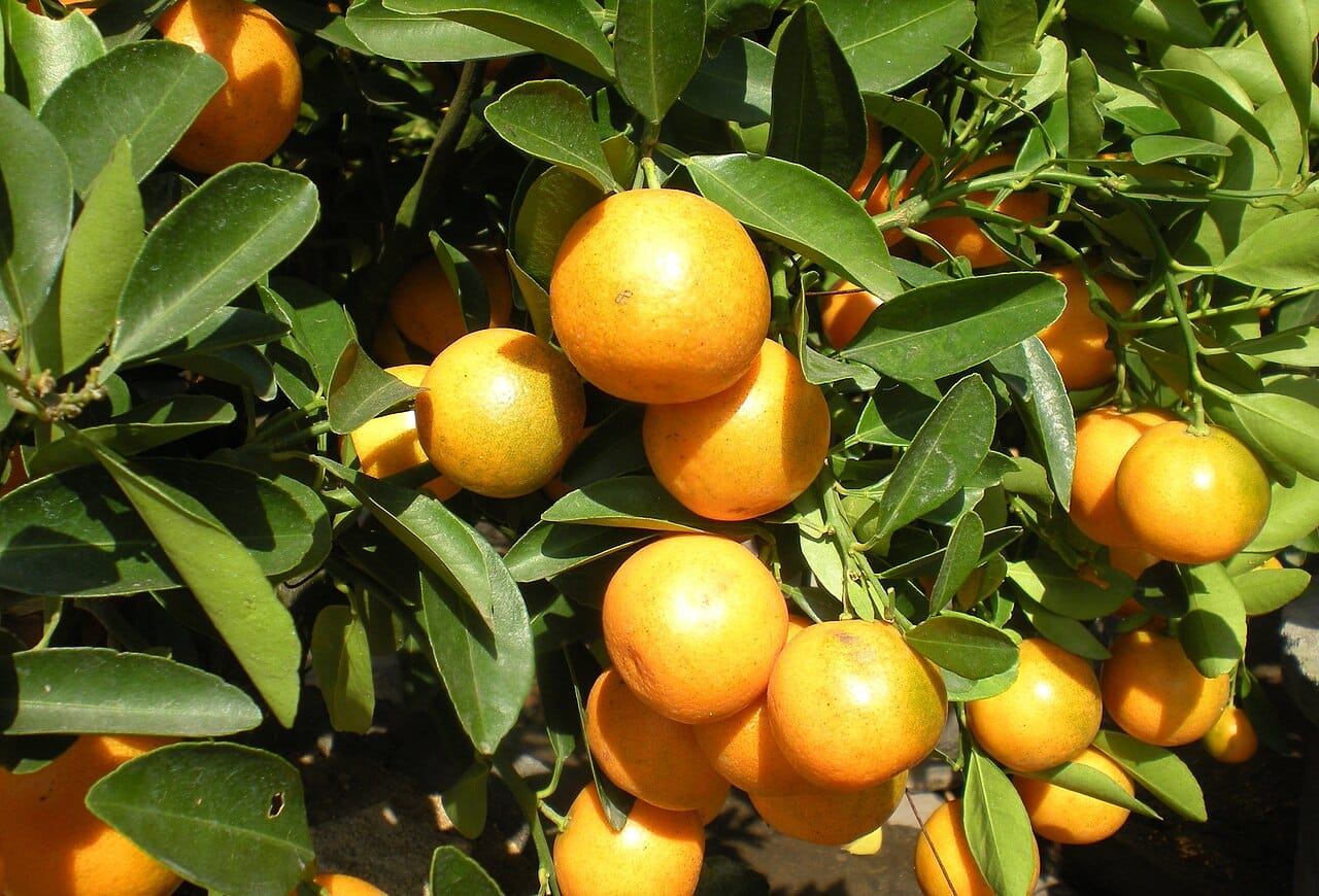 Round kumquat (Fortunella japonica) - clustered round orange kumquat fruits, glossy dark-green citrus leaves, dense fruiting branches.