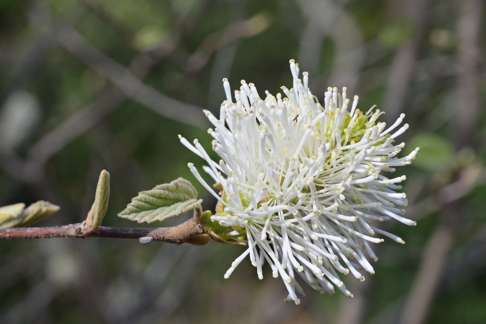 Dwarf fothergilla (Fothergilla gardenii) in spring, a short white bottlebrush spike made entirely of a dense mass of stamens rather than petals.