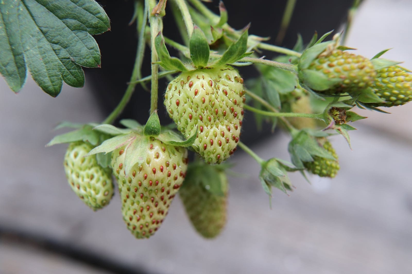 Garden strawberry (Fragaria × ananassa) showing immature green cone-shaped aggregate fruits studded with achenes, a green calyx of sepals, and a toothed trifoliate leaf.